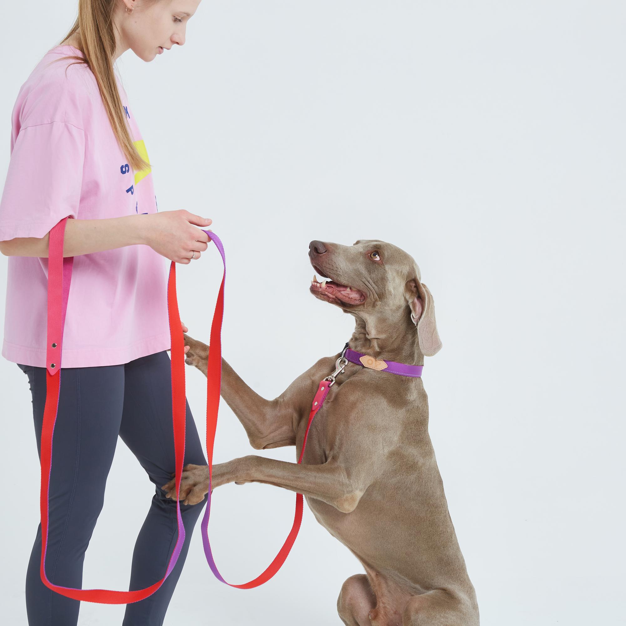 Комплект: ошейник и поводок с кожаной ручкой поводок пурпурно-красный