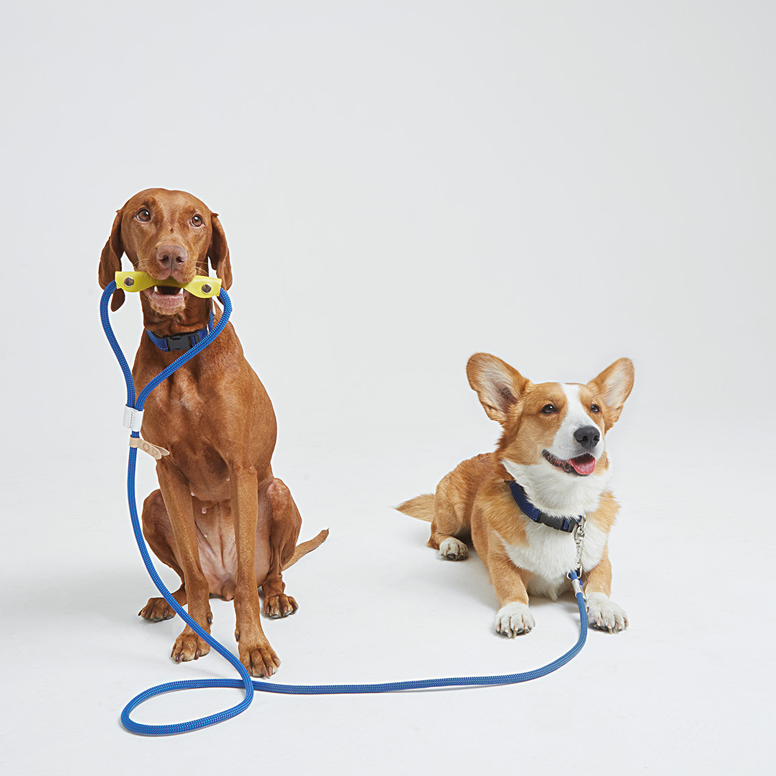 Синий поводок-веревка с кожаной накладной ручкой