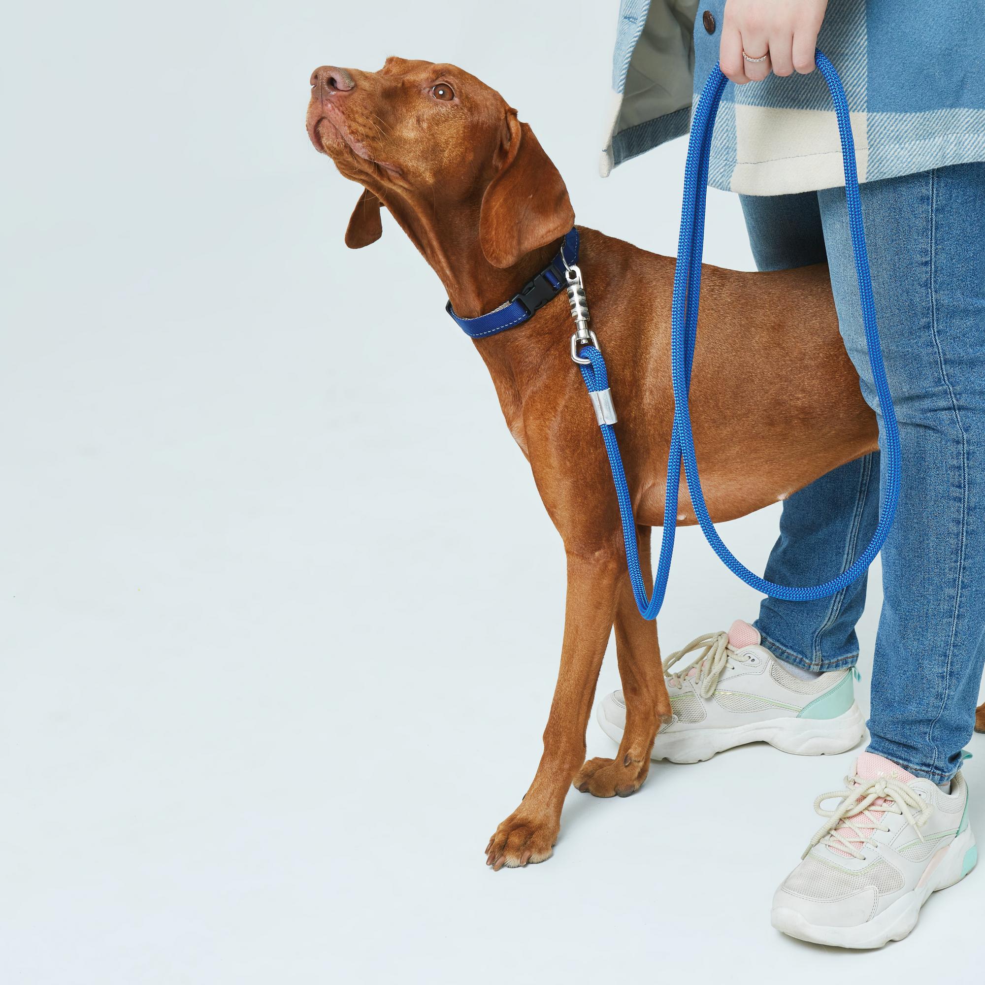 Синий поводок-перестежка