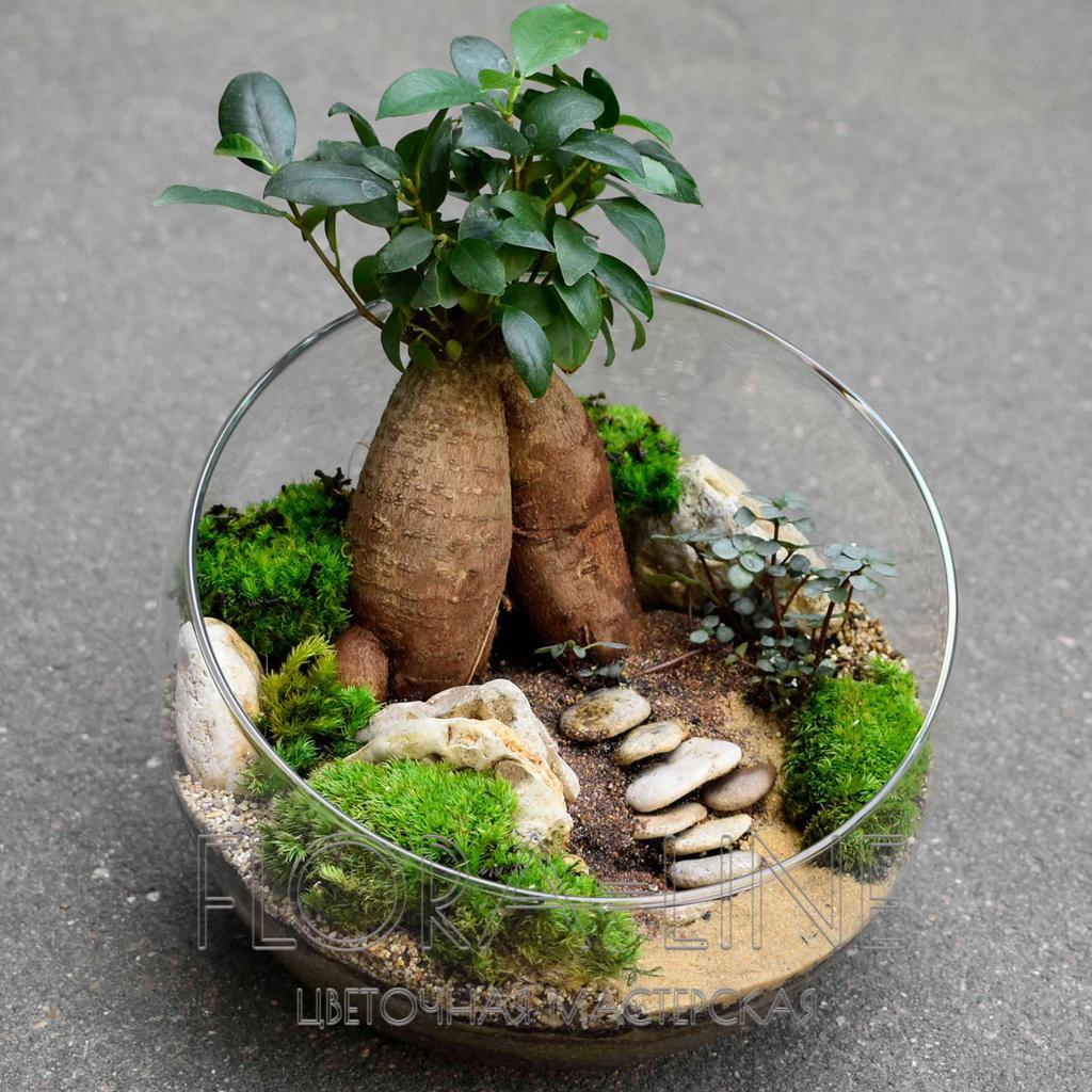 Флорариум "Сны о чем-то большем" 4 литра