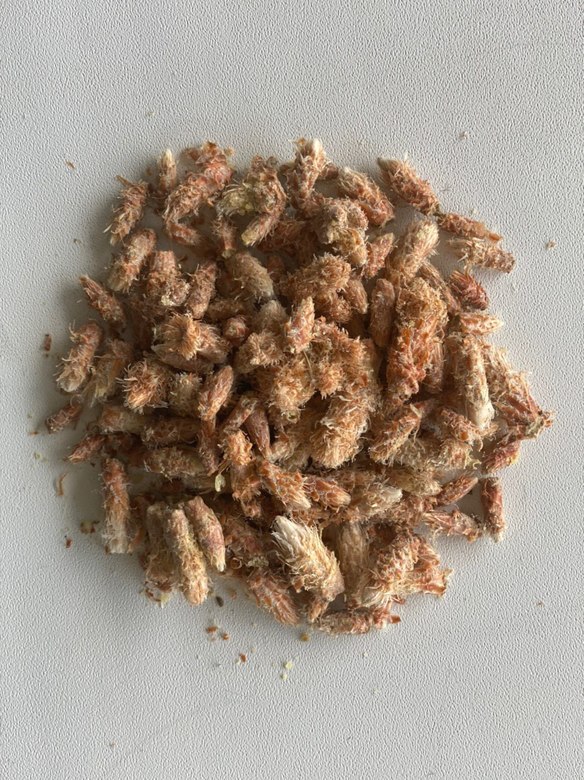 Почки сосновые