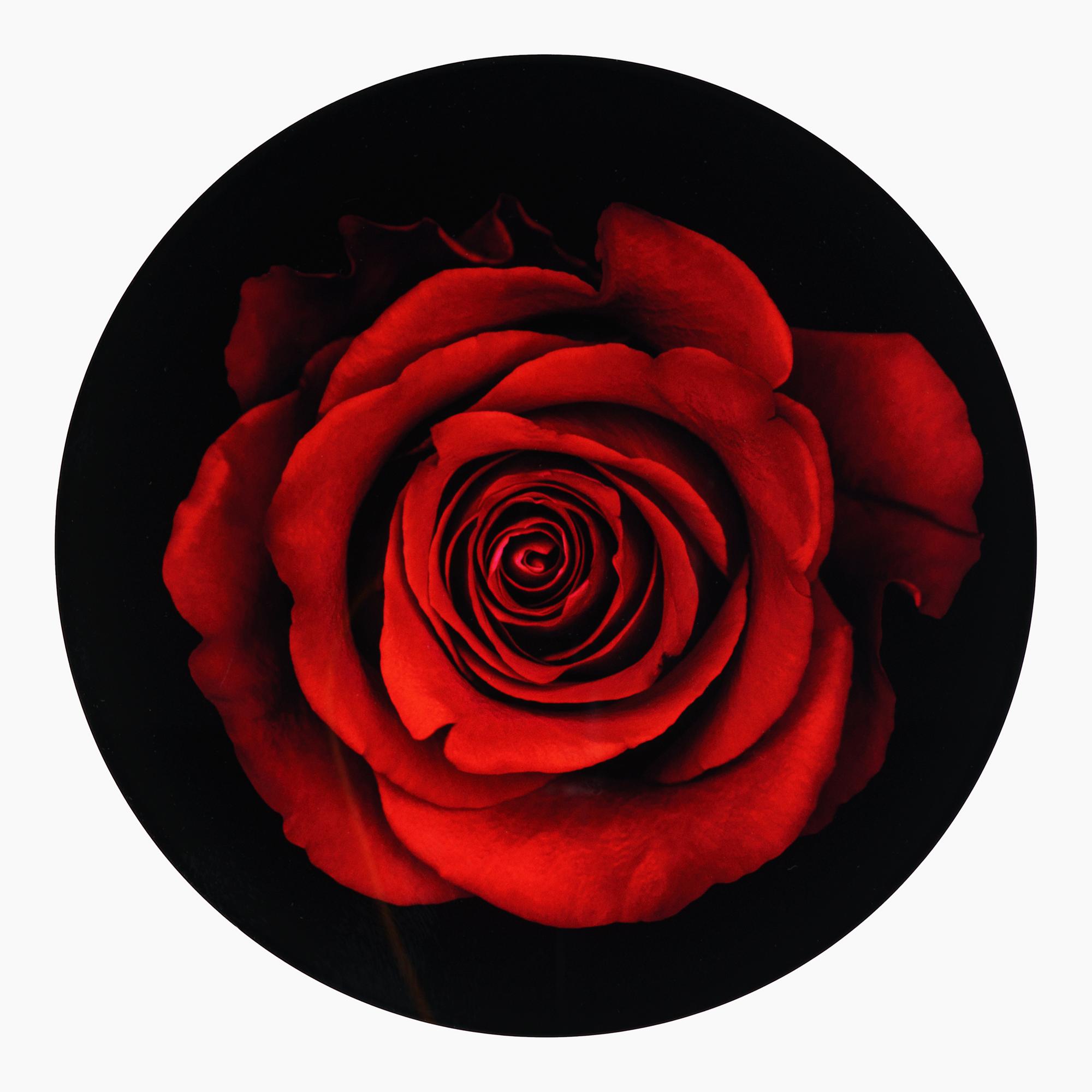 Картина  "Красная роза", пластификация, диметр 25см