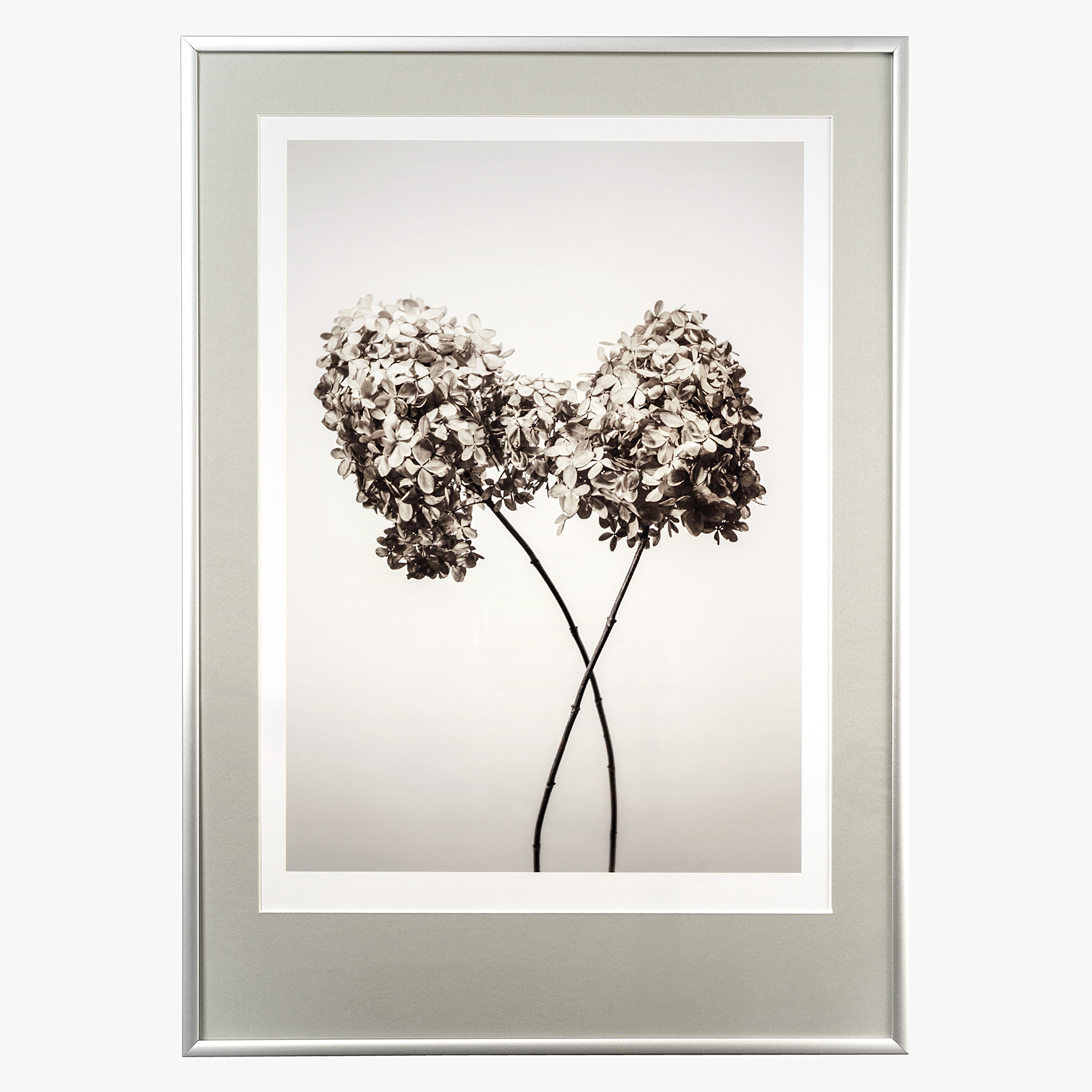 Принт с паспарту "Гортензия. Осень", 30х42см по багету