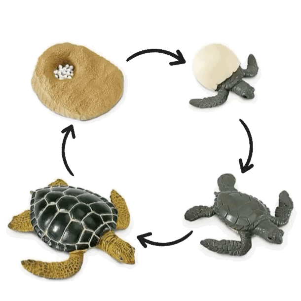 Набор фигурок "Жизненный цикл зеленой морской черепахи"