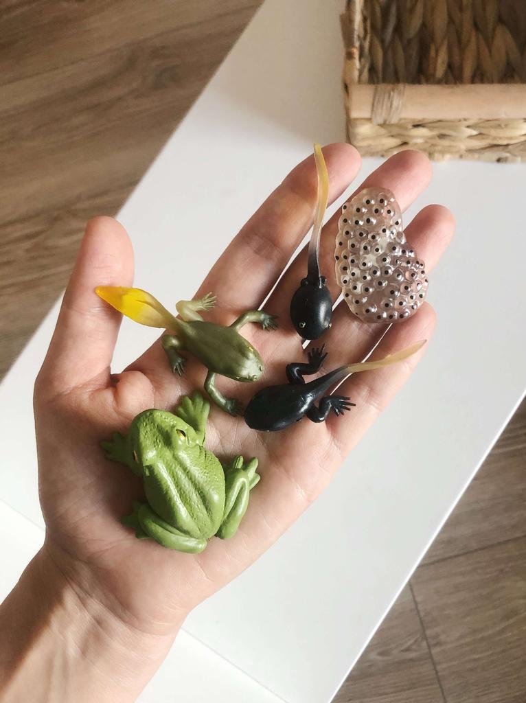 Набор фигурок "Жизненный цикл лягушки"