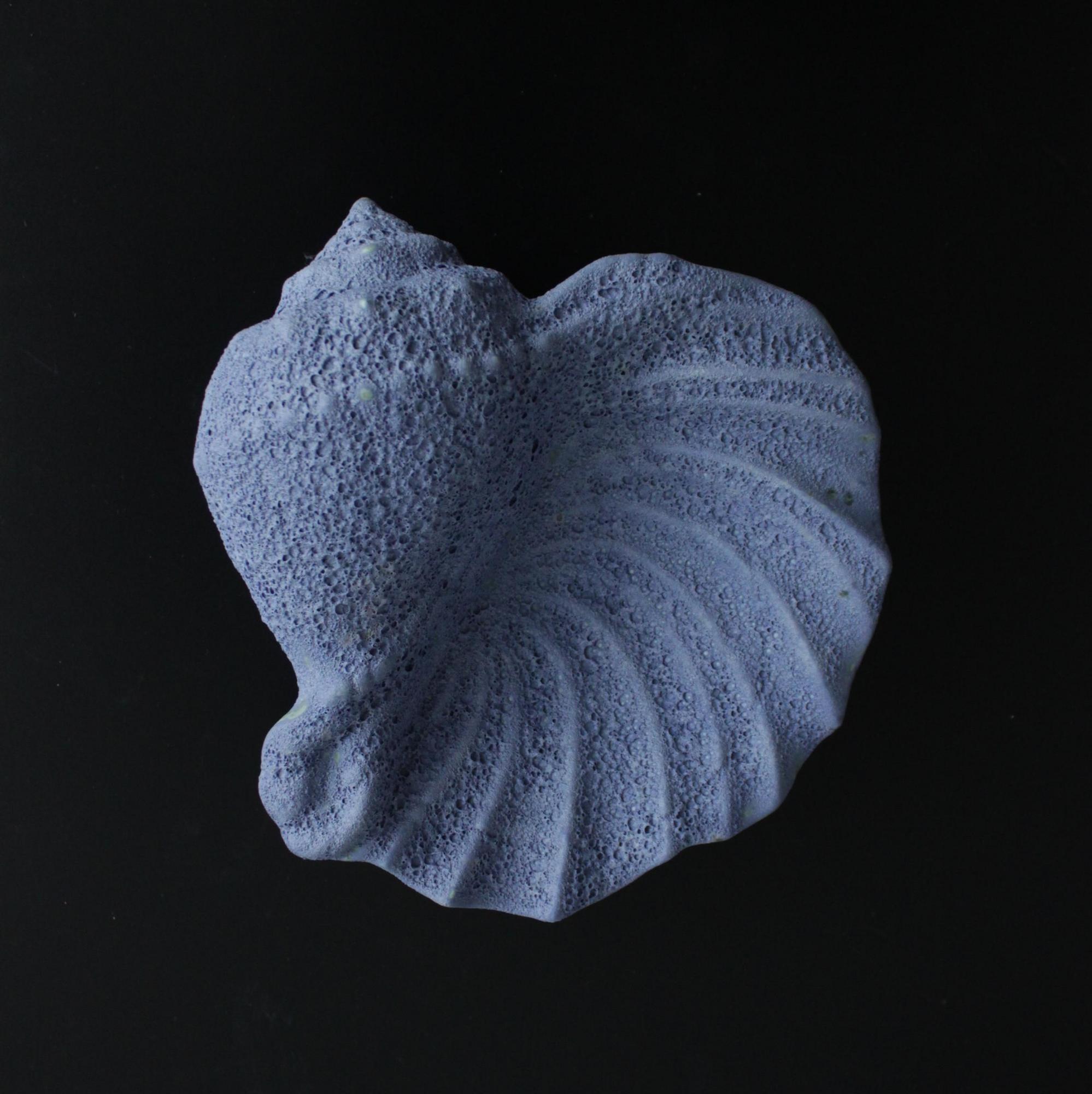 Ракушка «Море волнуется два»