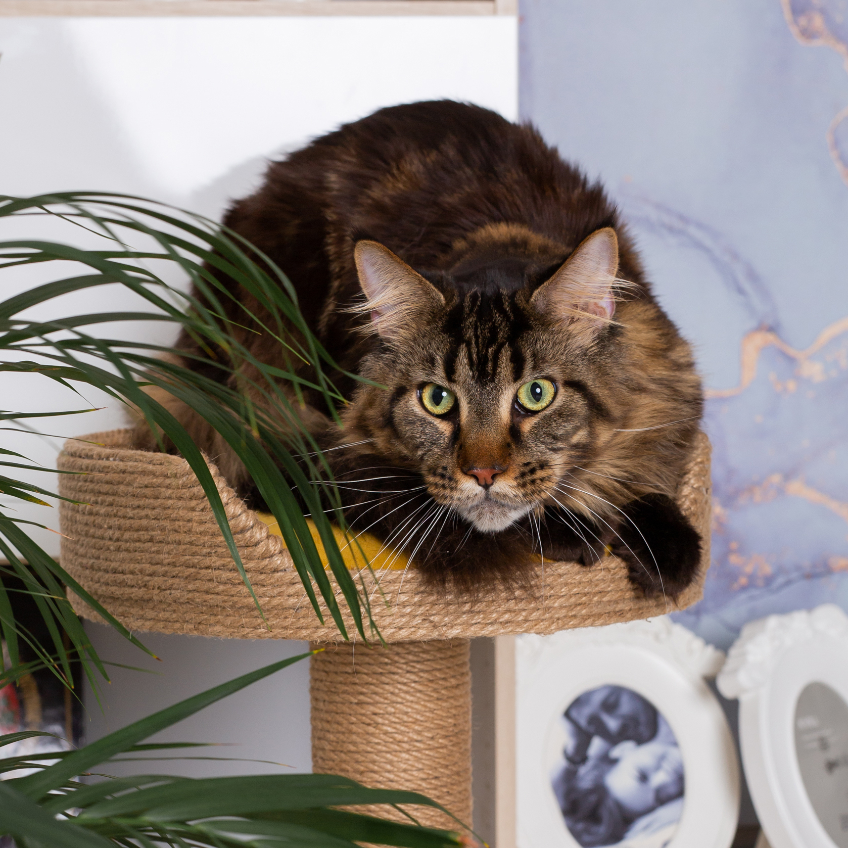 Столбик с лежанкой IvPet Джут