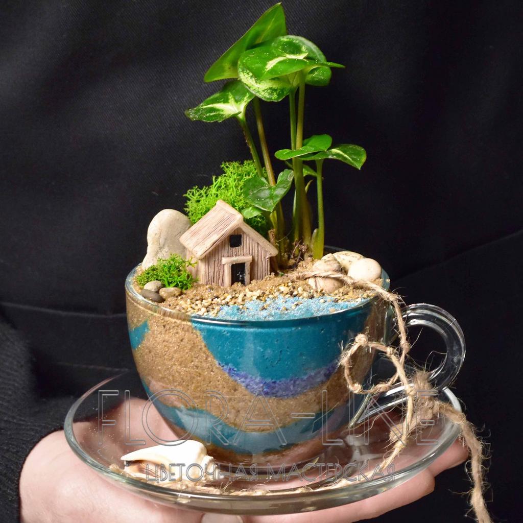 Мини-садик в чашке "Морской"