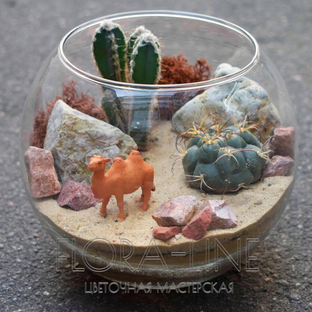 Флорариум "Пустыня Негев" 2 литра
