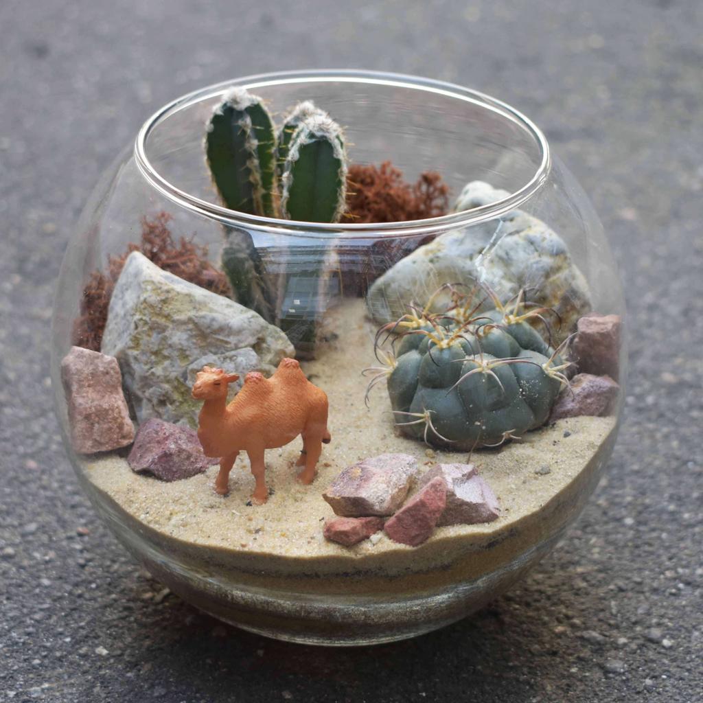 Флорариум "Пустыня Негев" 2 литра