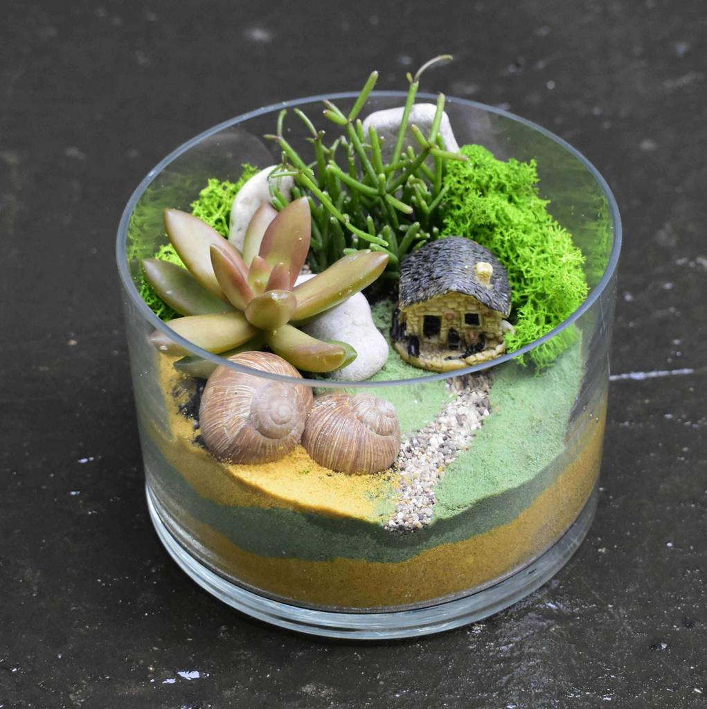 Флорариум с суккулентами "Ракушка" 2 литра