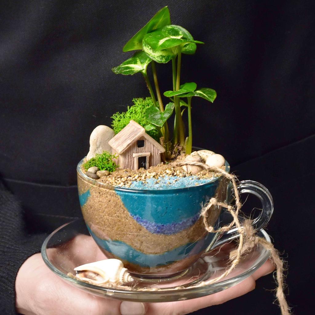 Мини-садик в чашке "Морской"