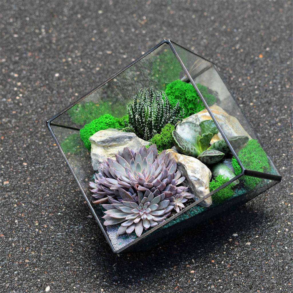 Флорариум геометрический "Холмы Исландии"