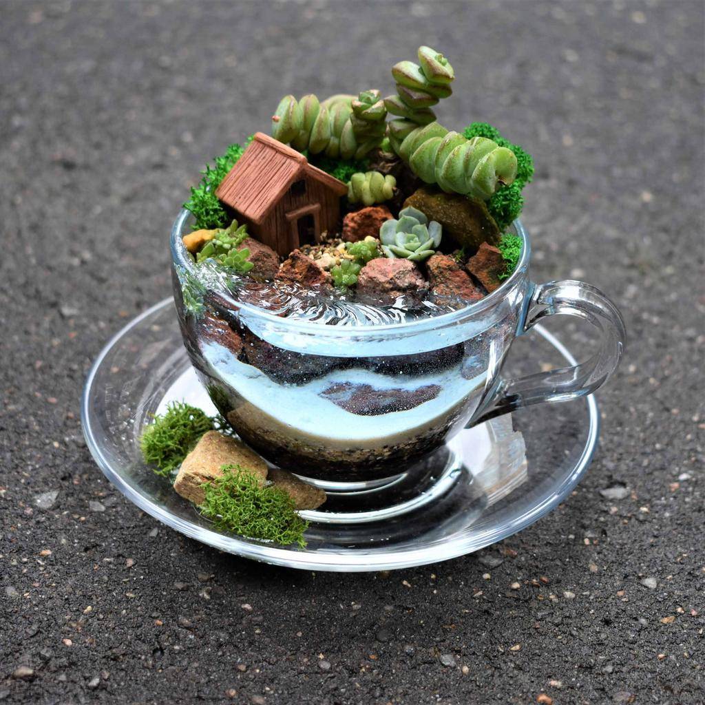 Мини-садик в чашке "В мексике"