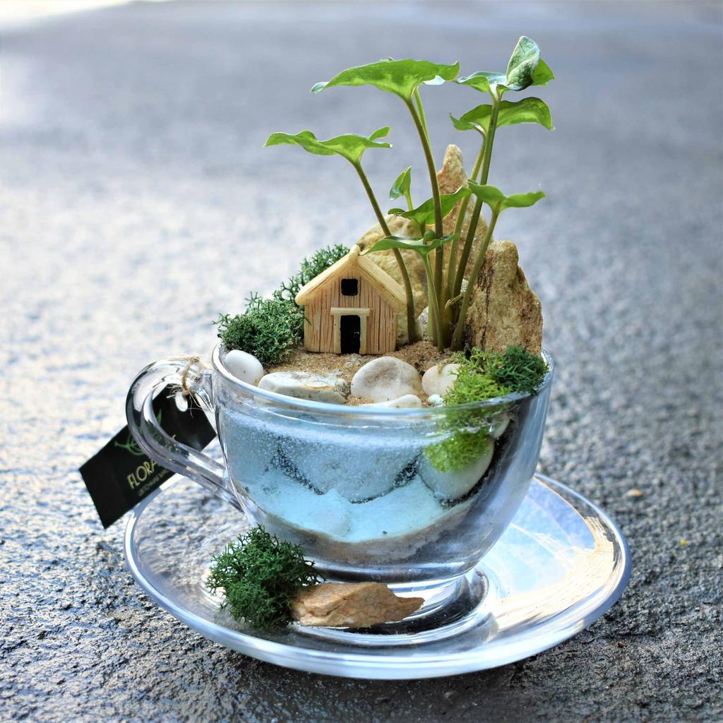 Мини-садик в чашке "Рыбацкий домик"