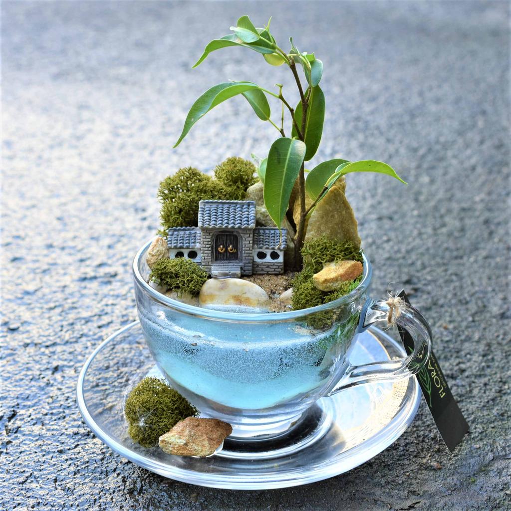 Мини-садик в чашке "Ёдзю"