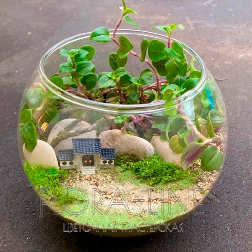 Флорариум "Где-то в городе Лицзян" 2 литра