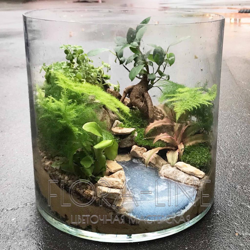 Флорариум цилиндр "Джунгли" с декоративно-лиственными растениями