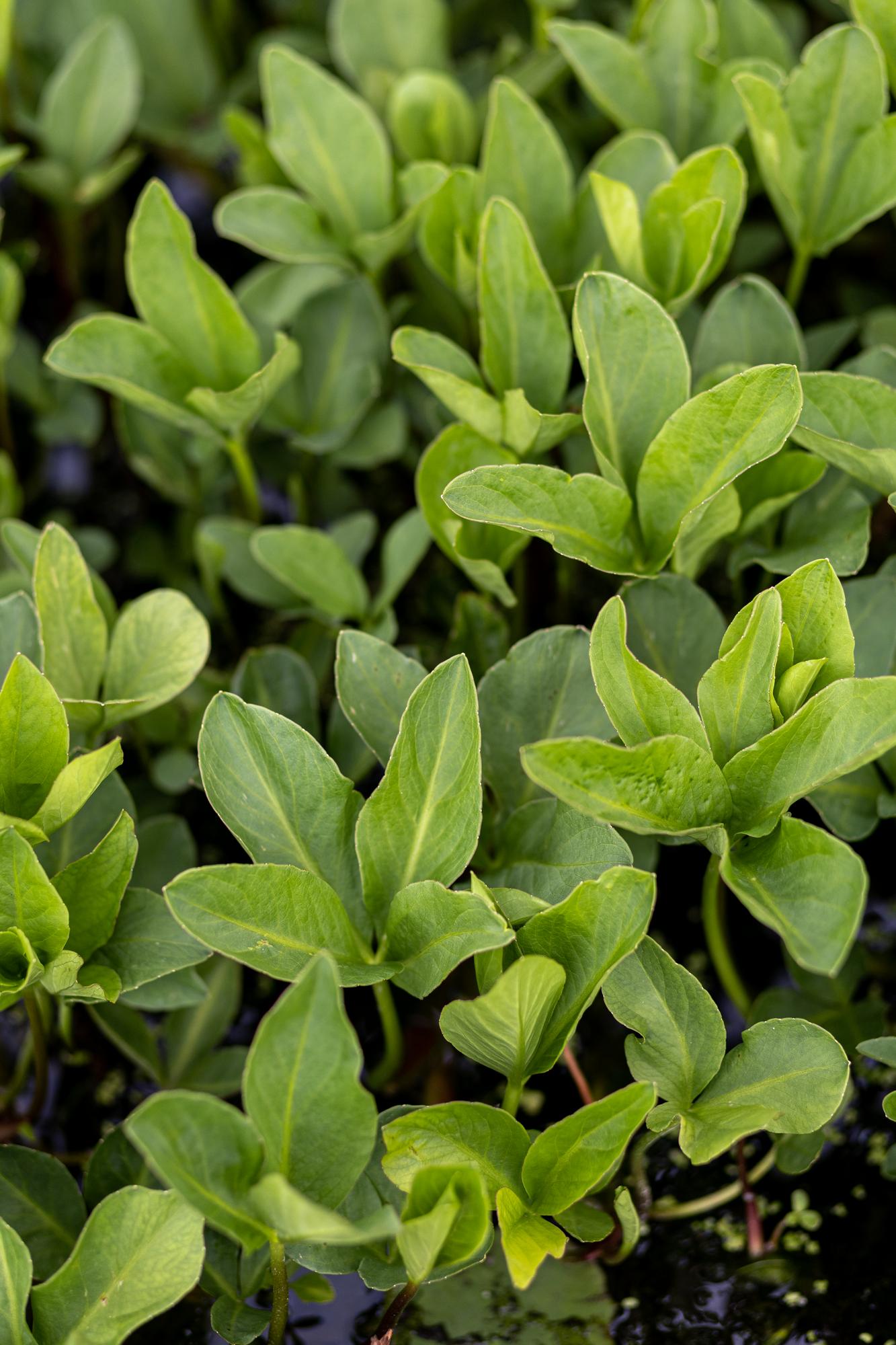 Вахта трехлистная