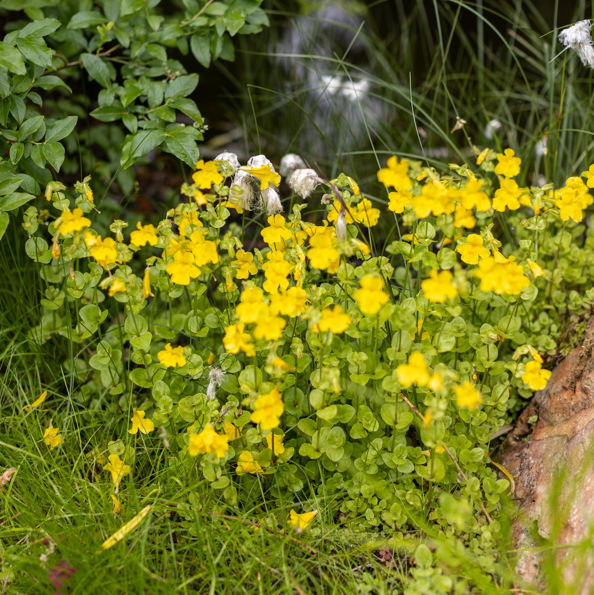 губастик желтый