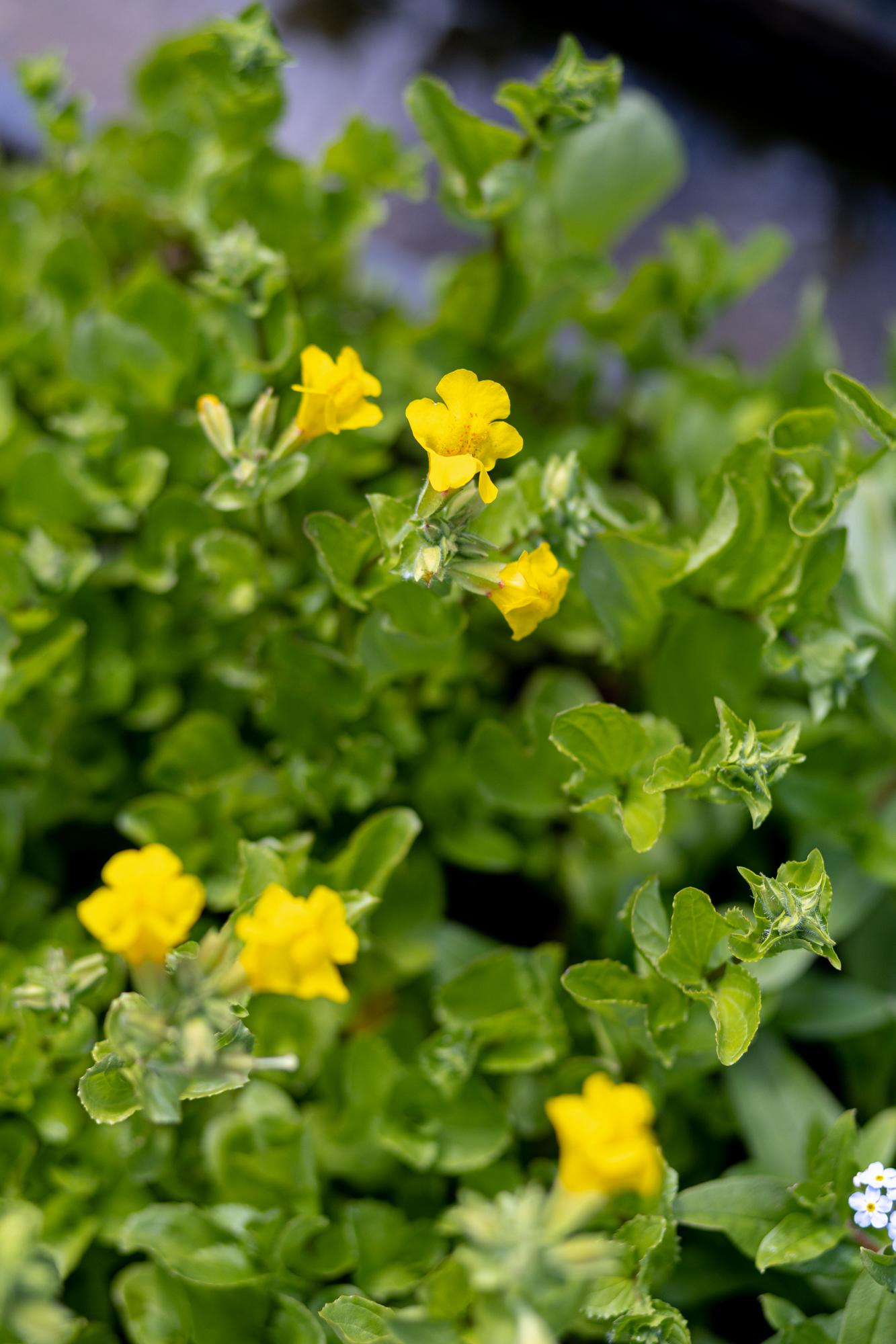 Губастик желтый