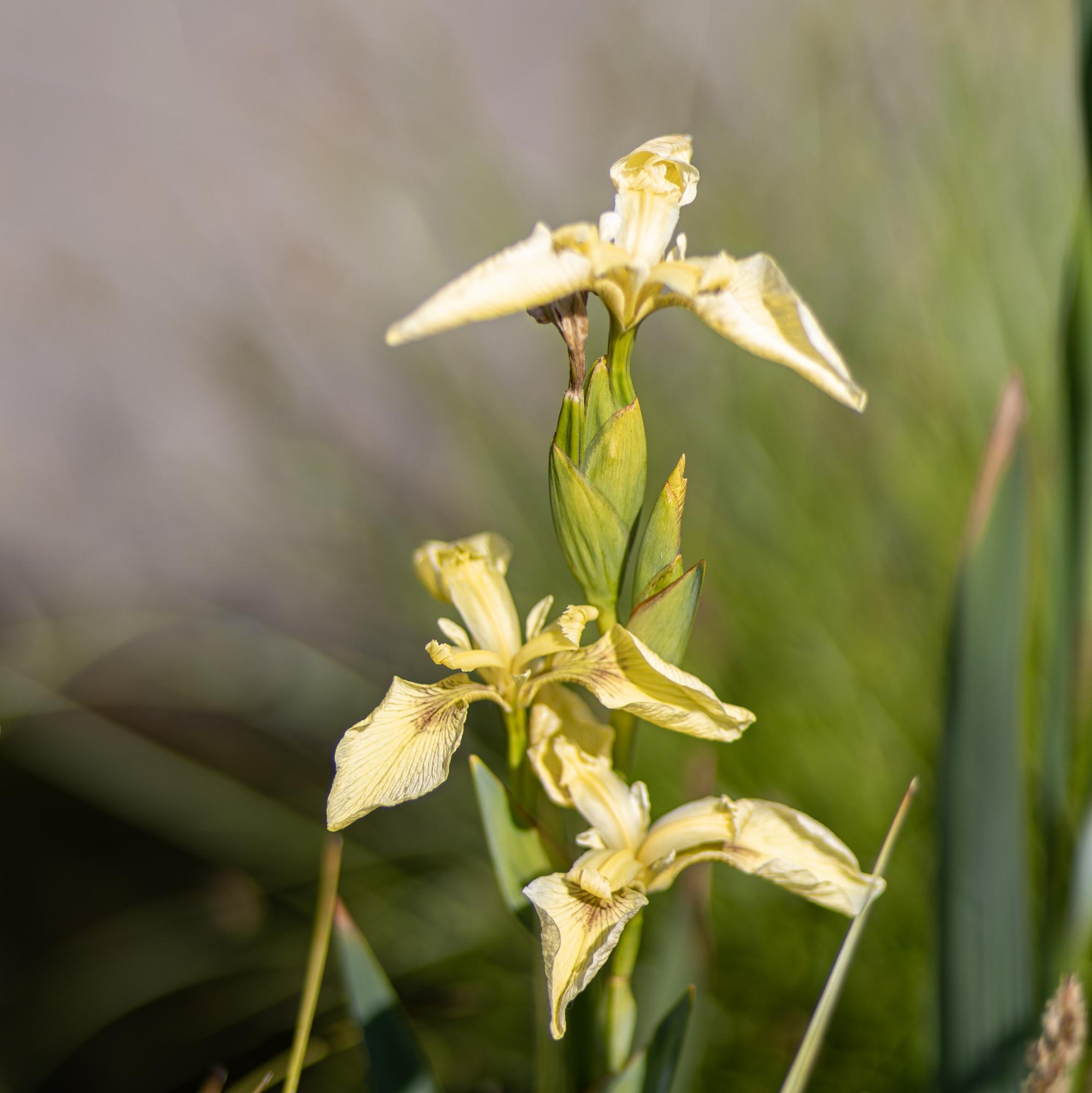 ирис водный кремовый umkirch