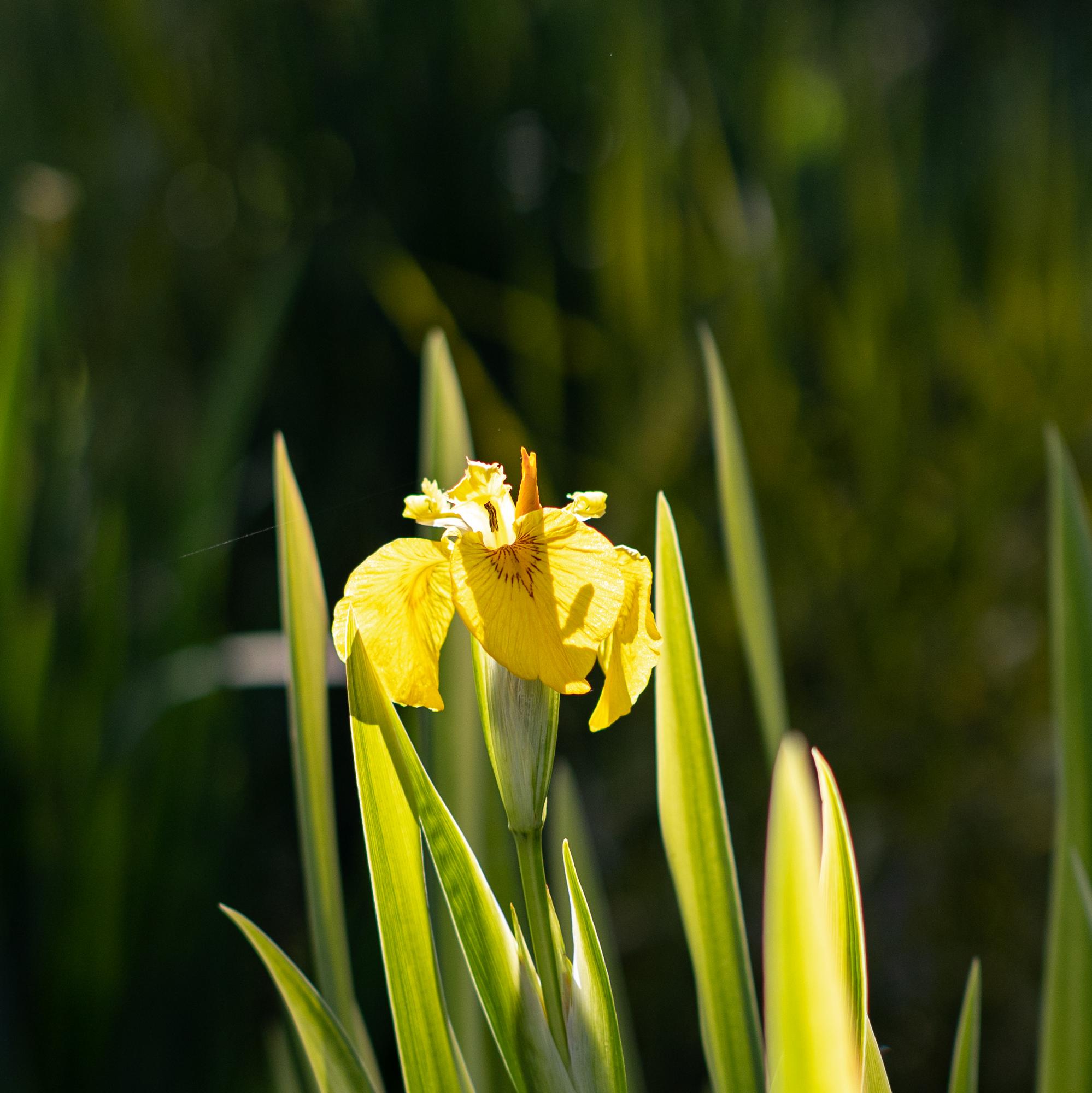 ирис водный вариегатный