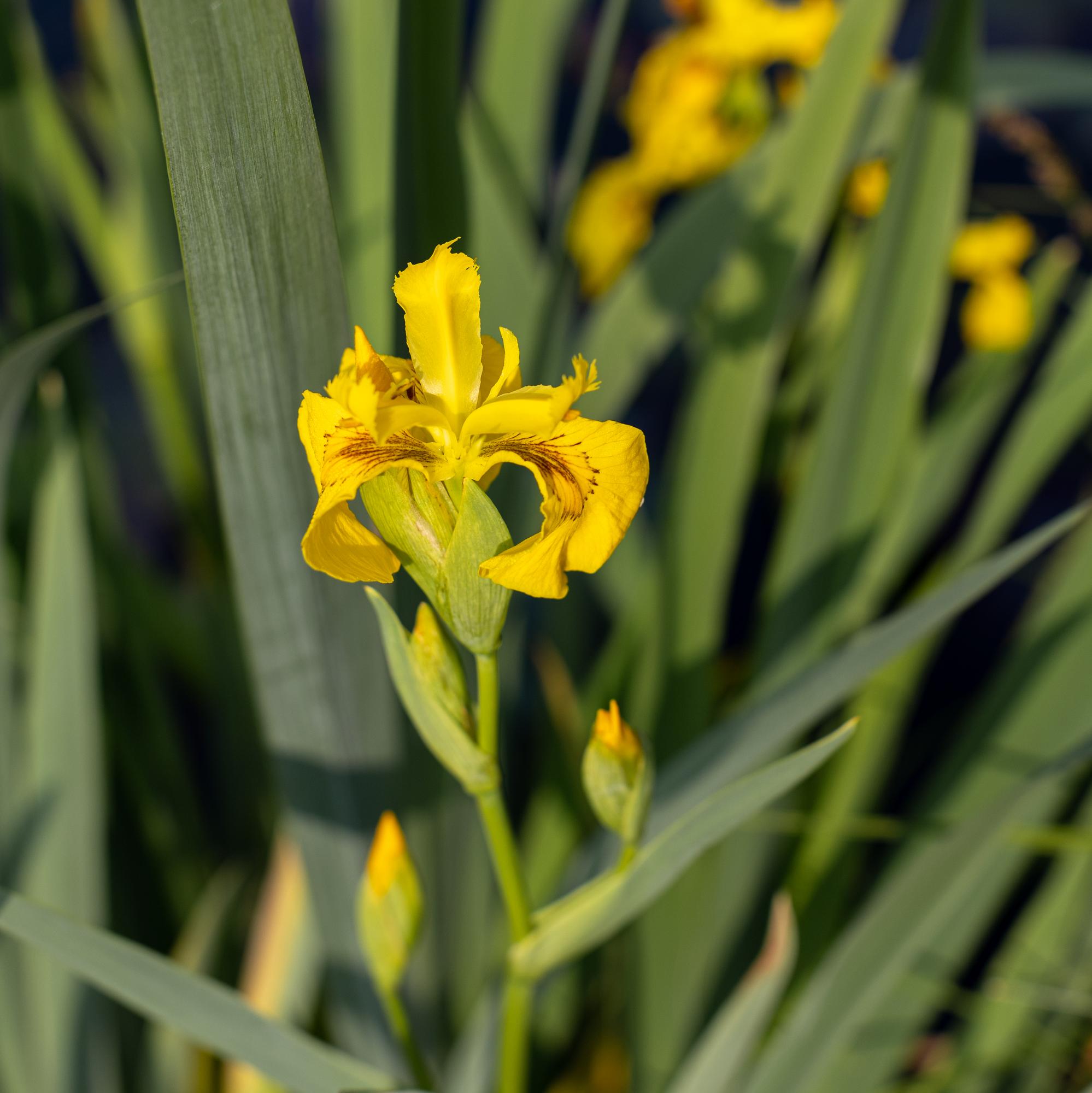 ирис болотный желтый