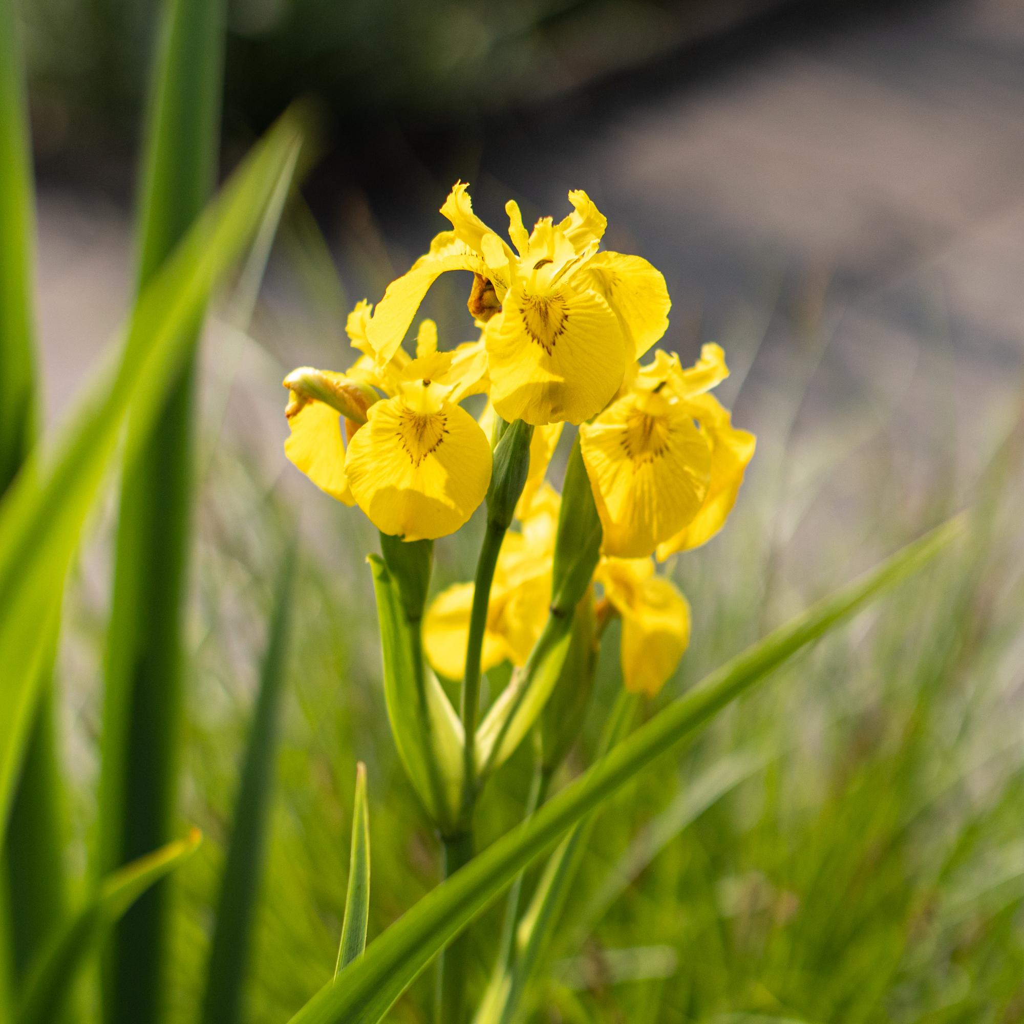 ирис водный