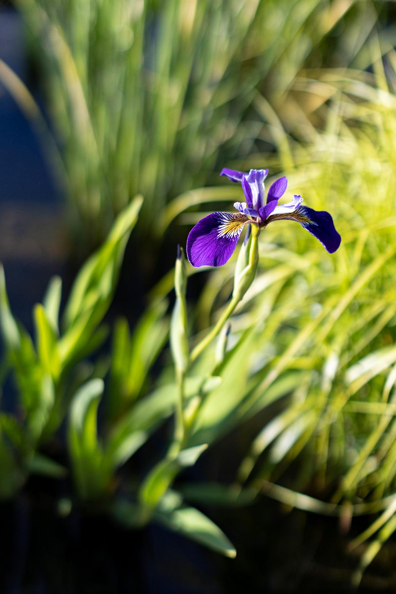 Ирис Holden’s Child