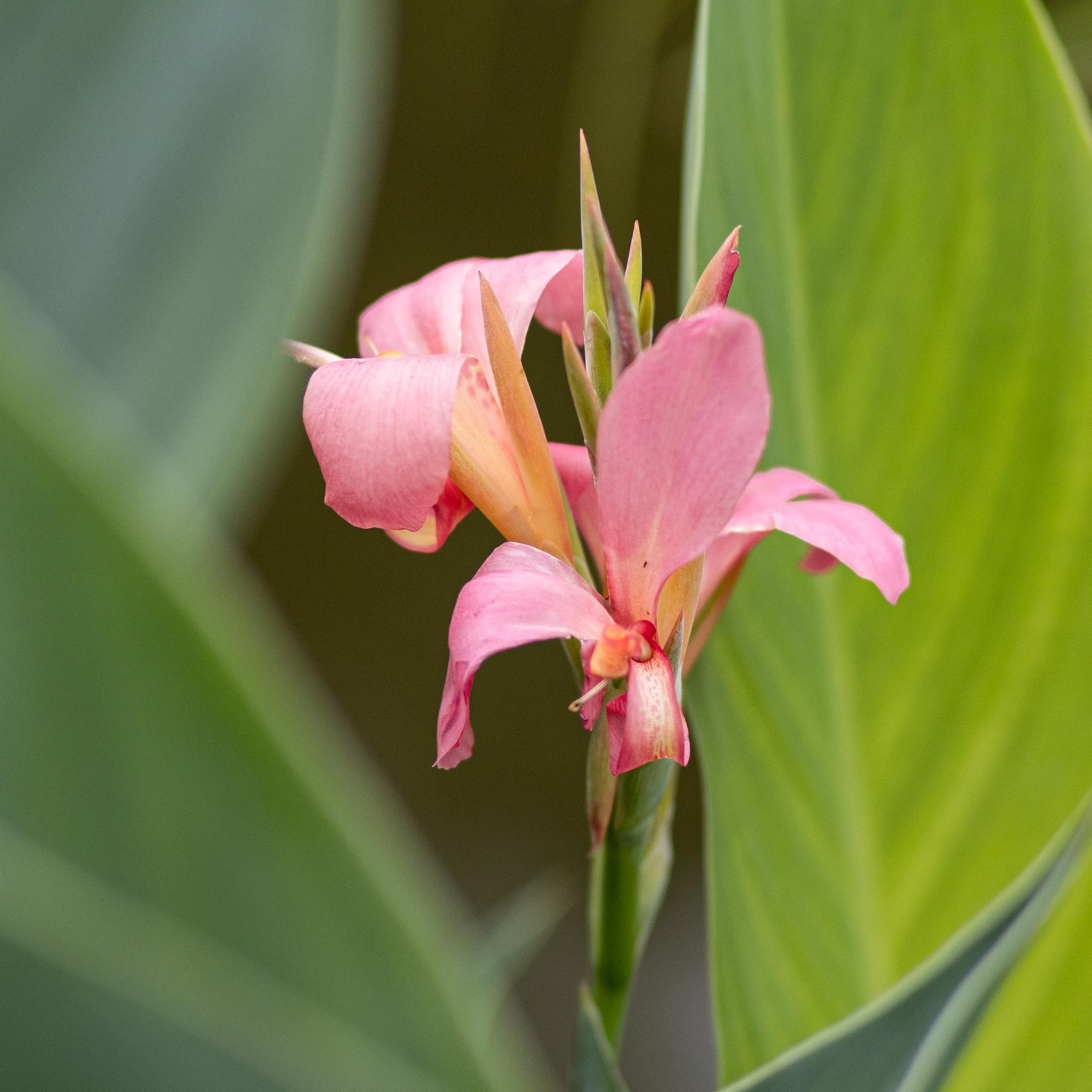 канна серо-голубая erebus