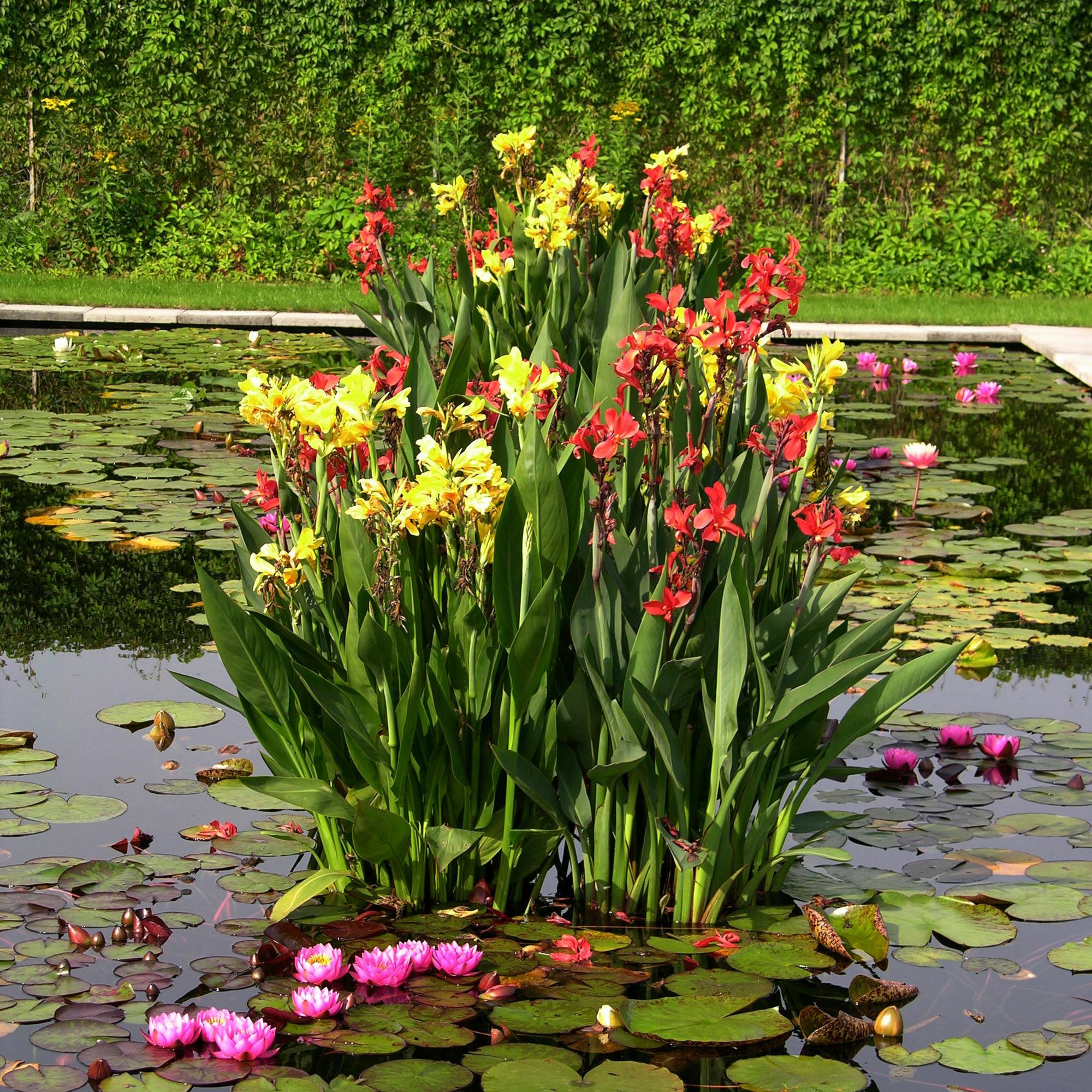 канна композиция костер