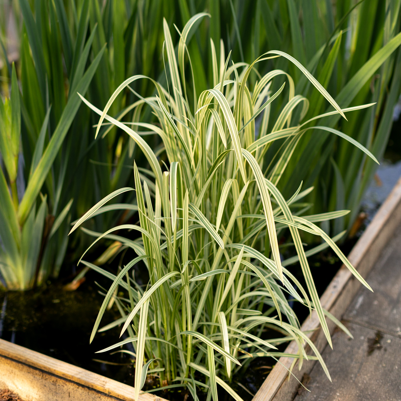 манник большой variegata