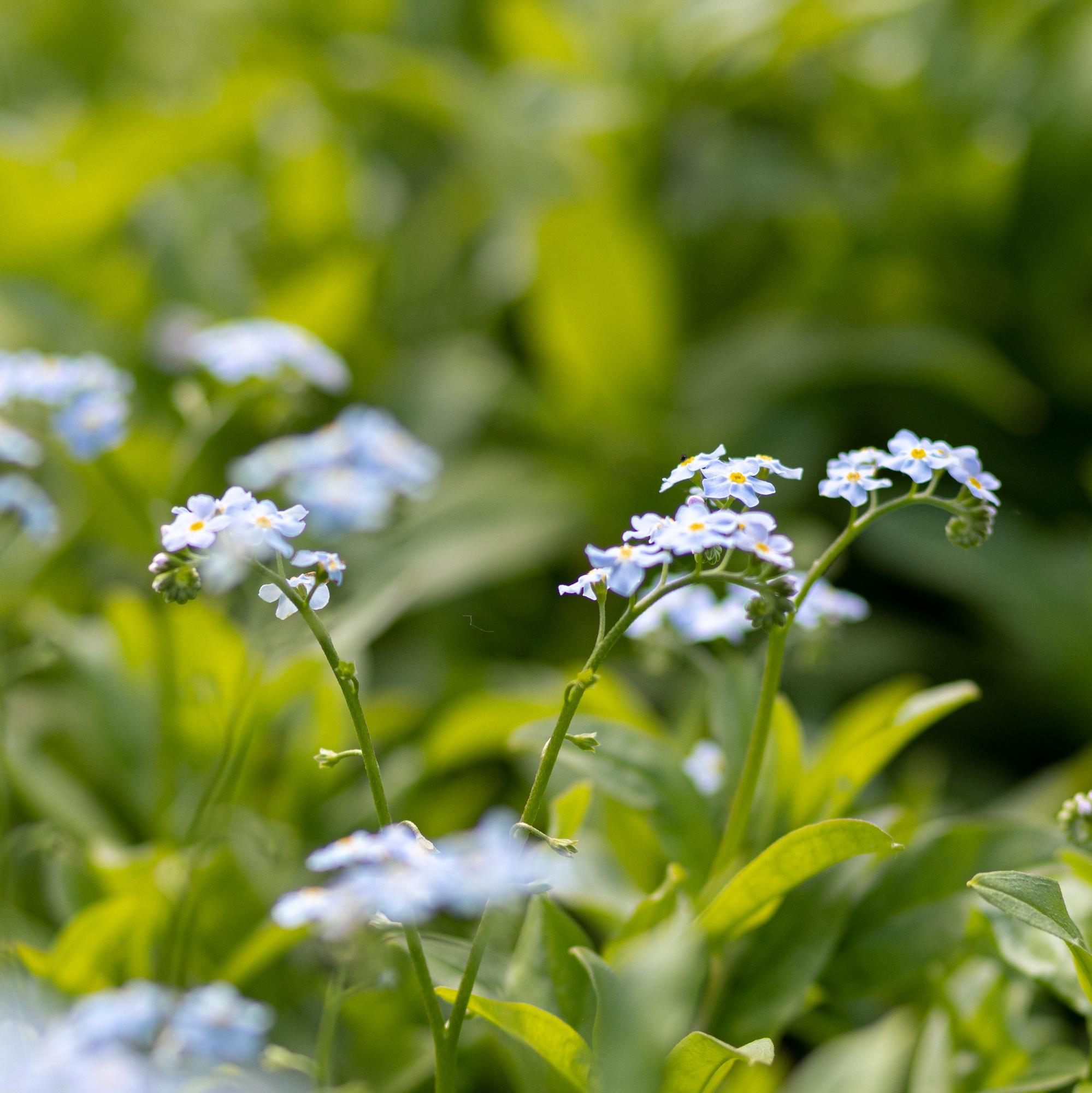 Незабудка болотная semperflorens