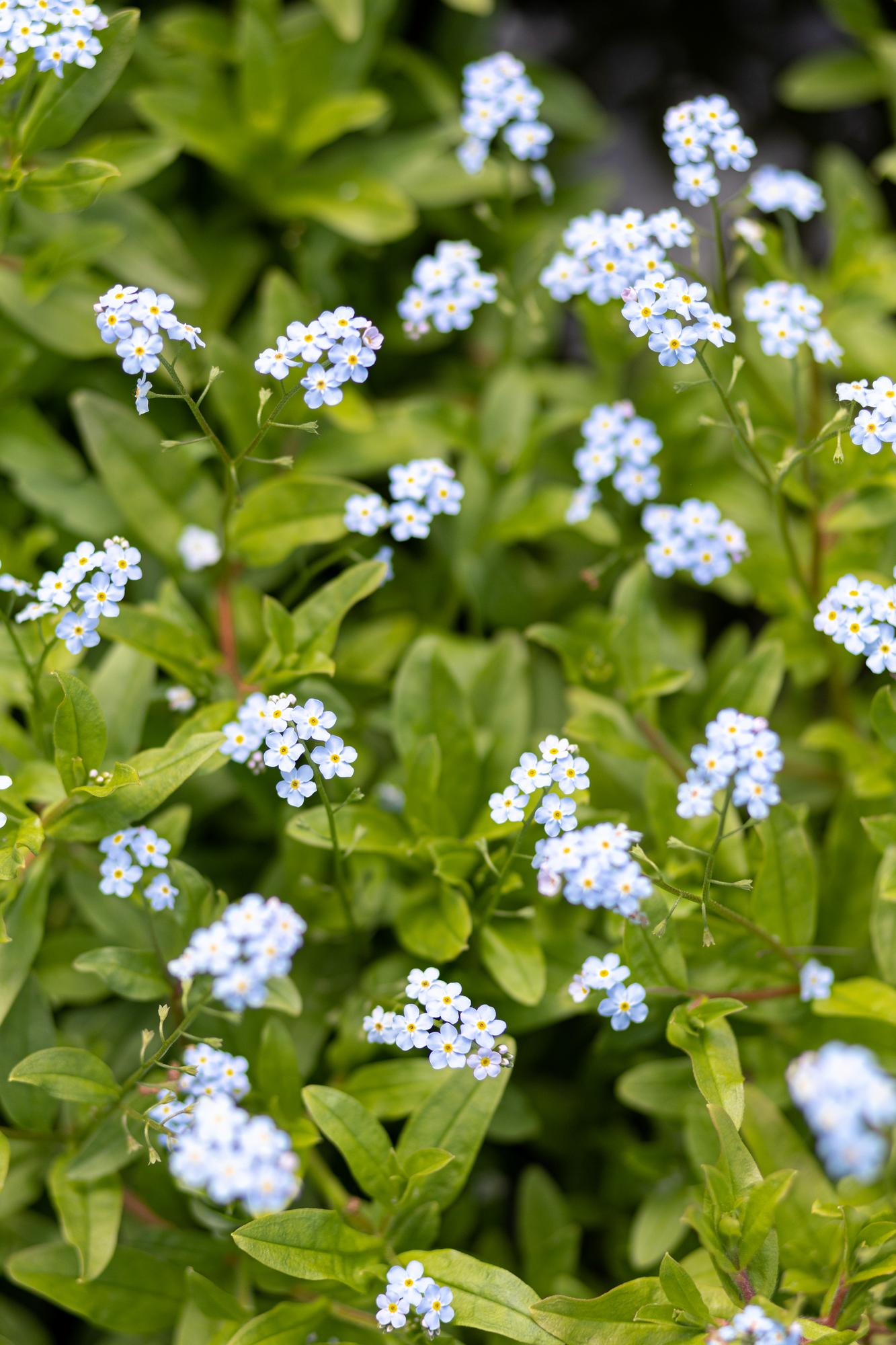 Незабудка болотная semperflorens