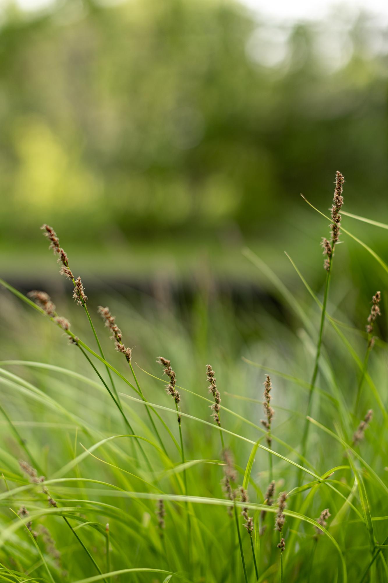 Осока метельчатая Monet