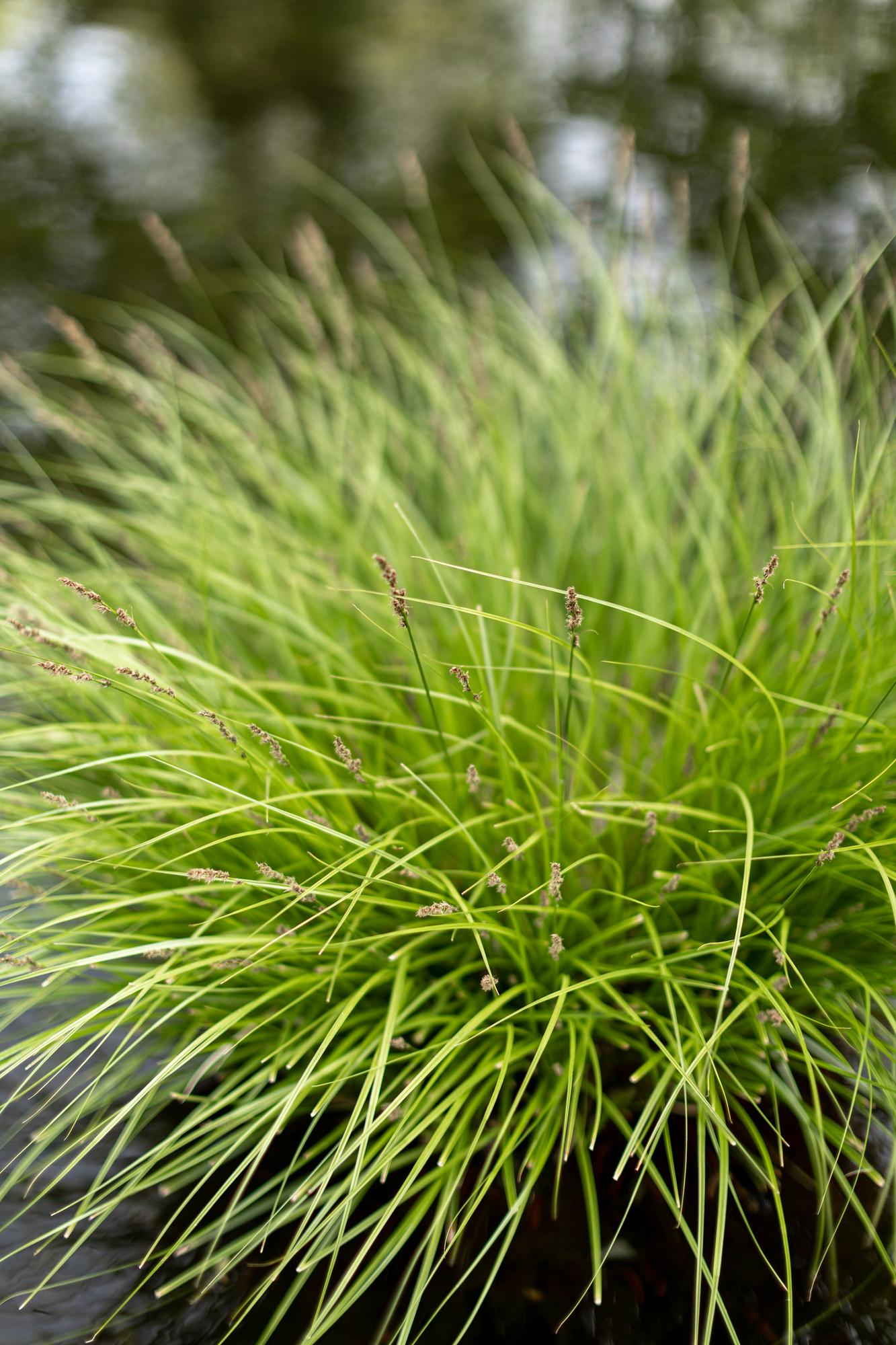 Осока метельчатая Monet