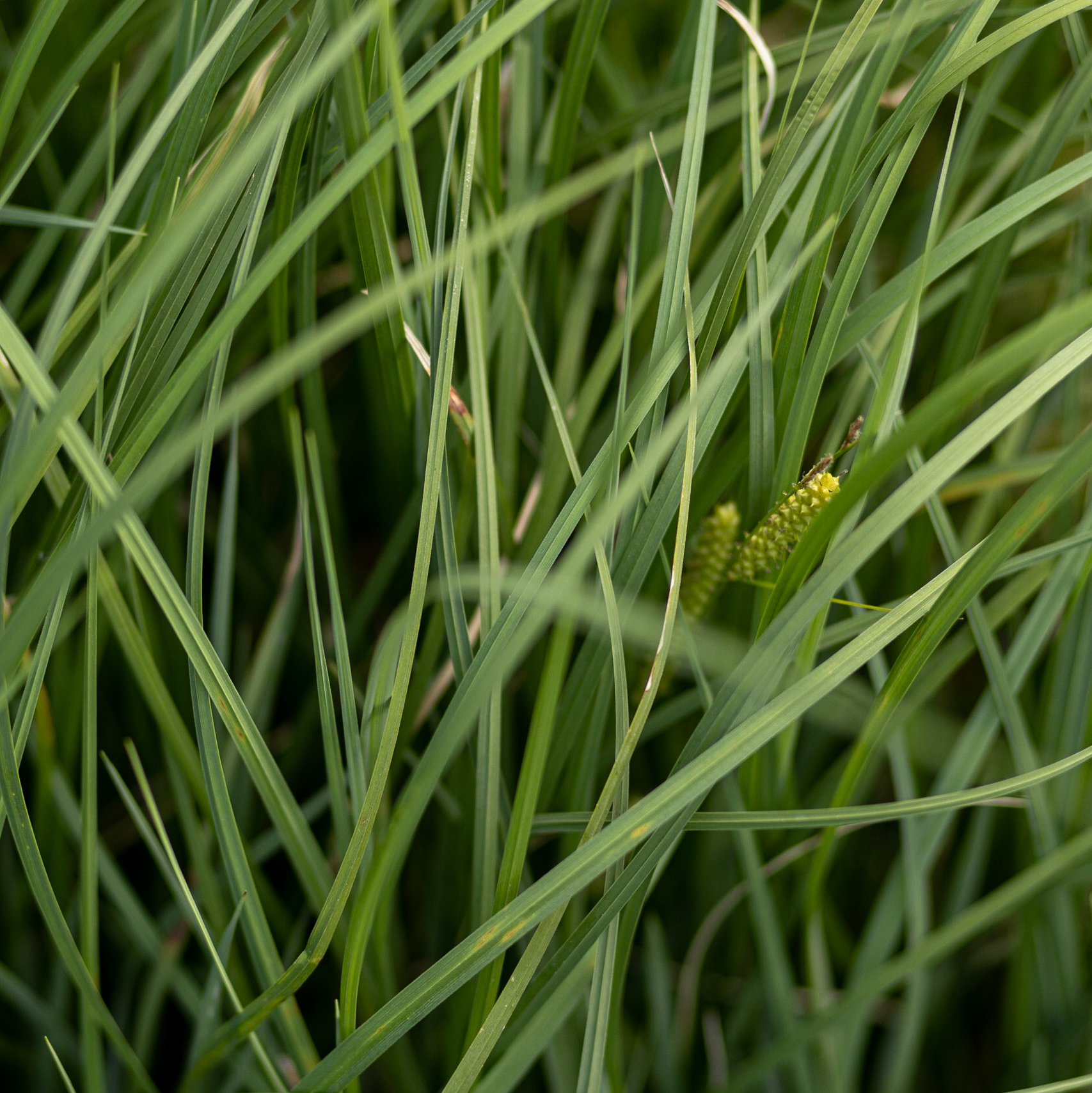 осока мохнатая