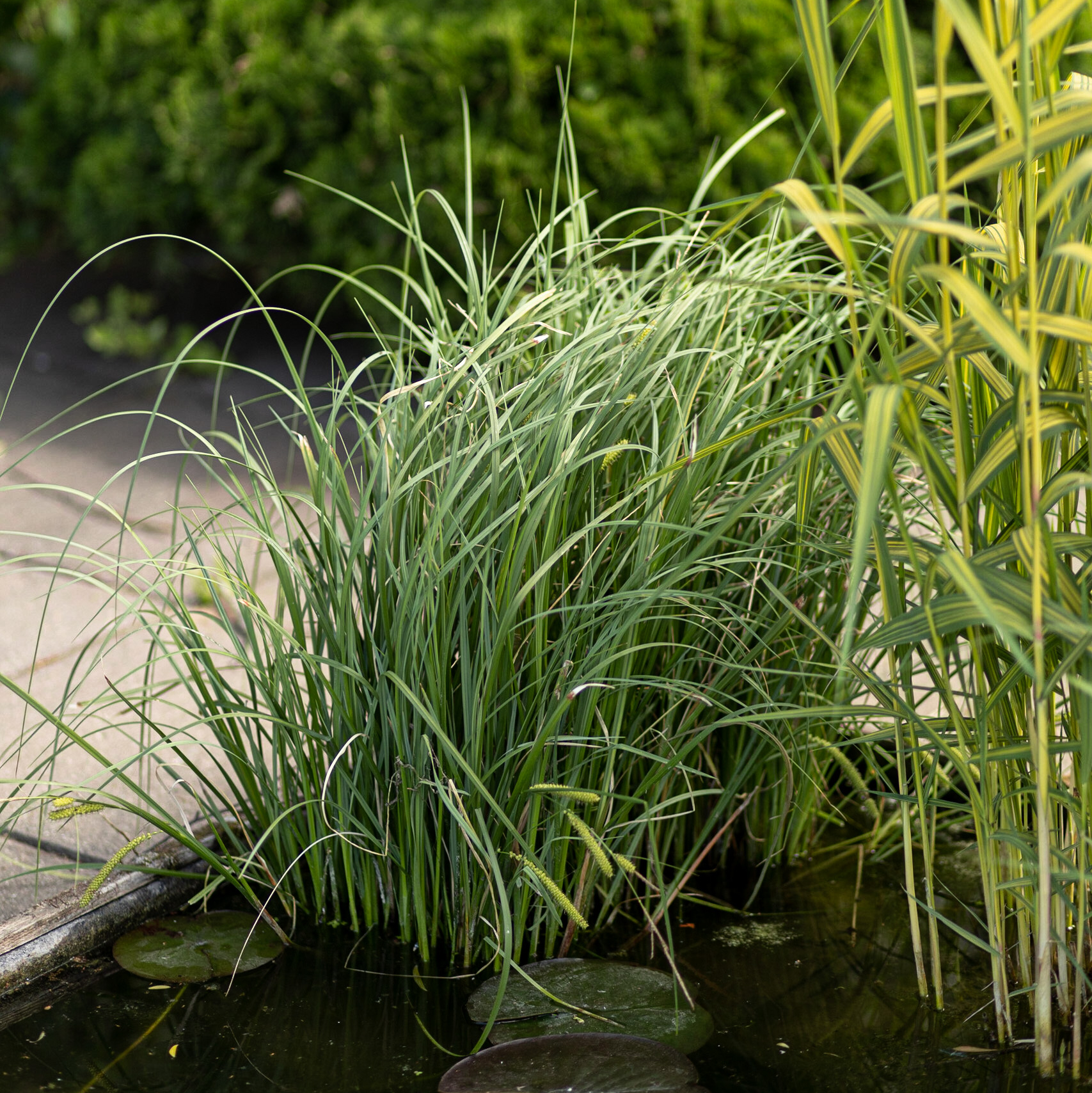 осока мохнатая