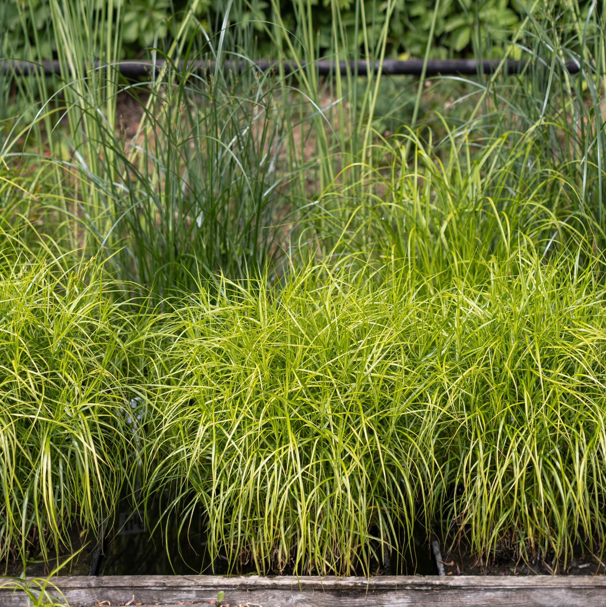 Осока пальмовая Aureovariegata