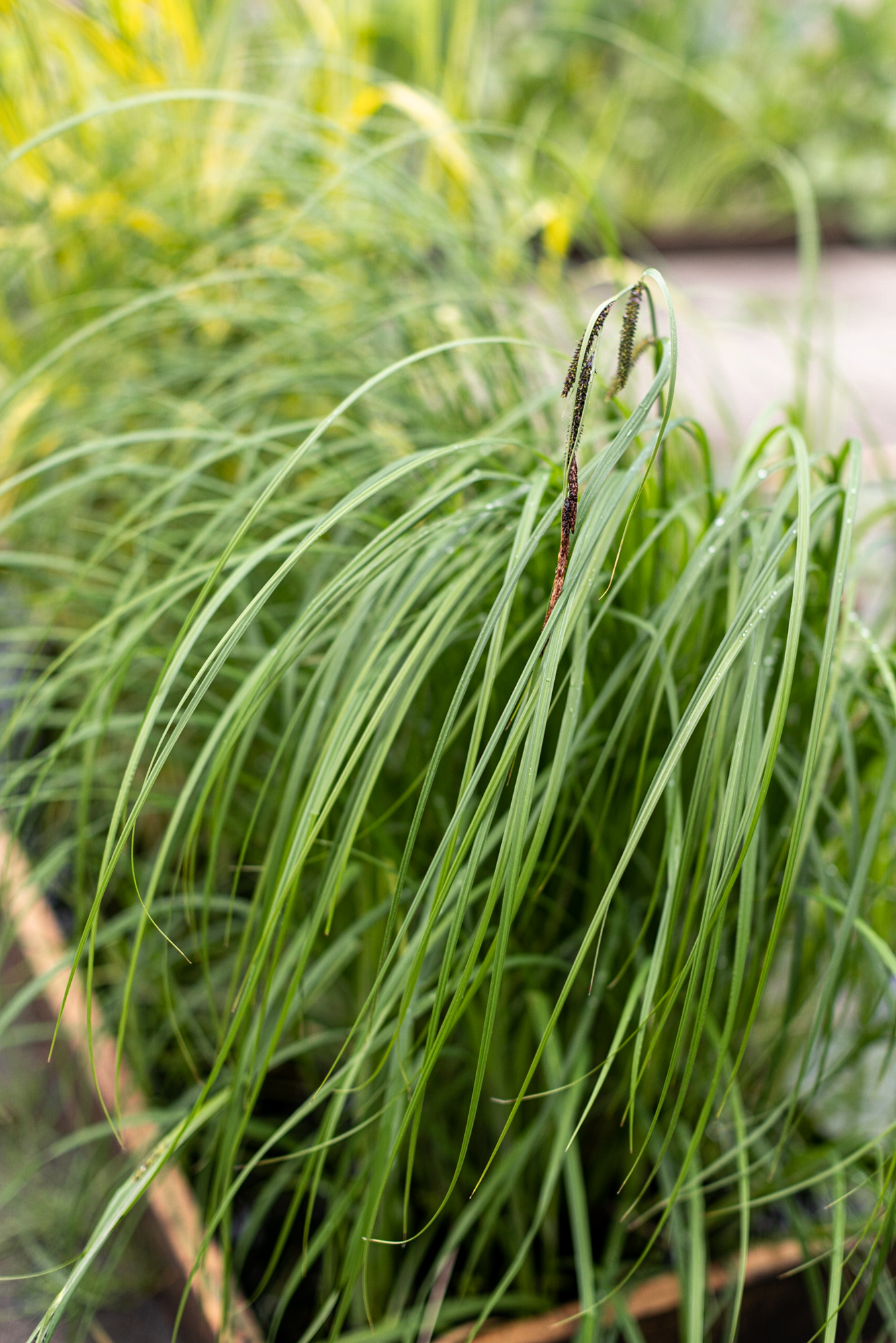 Осока черная