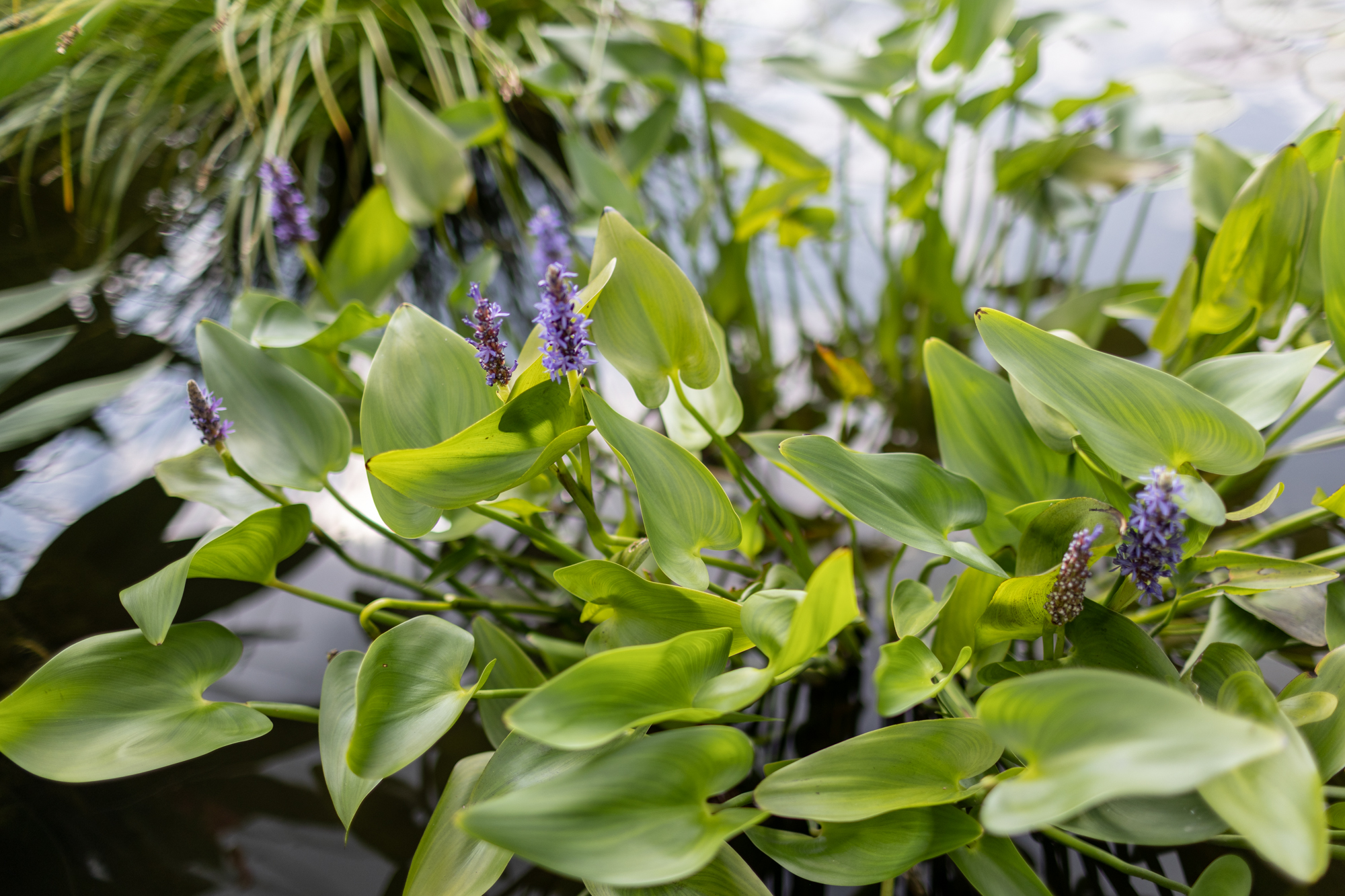 Понтедерия сердцелистная