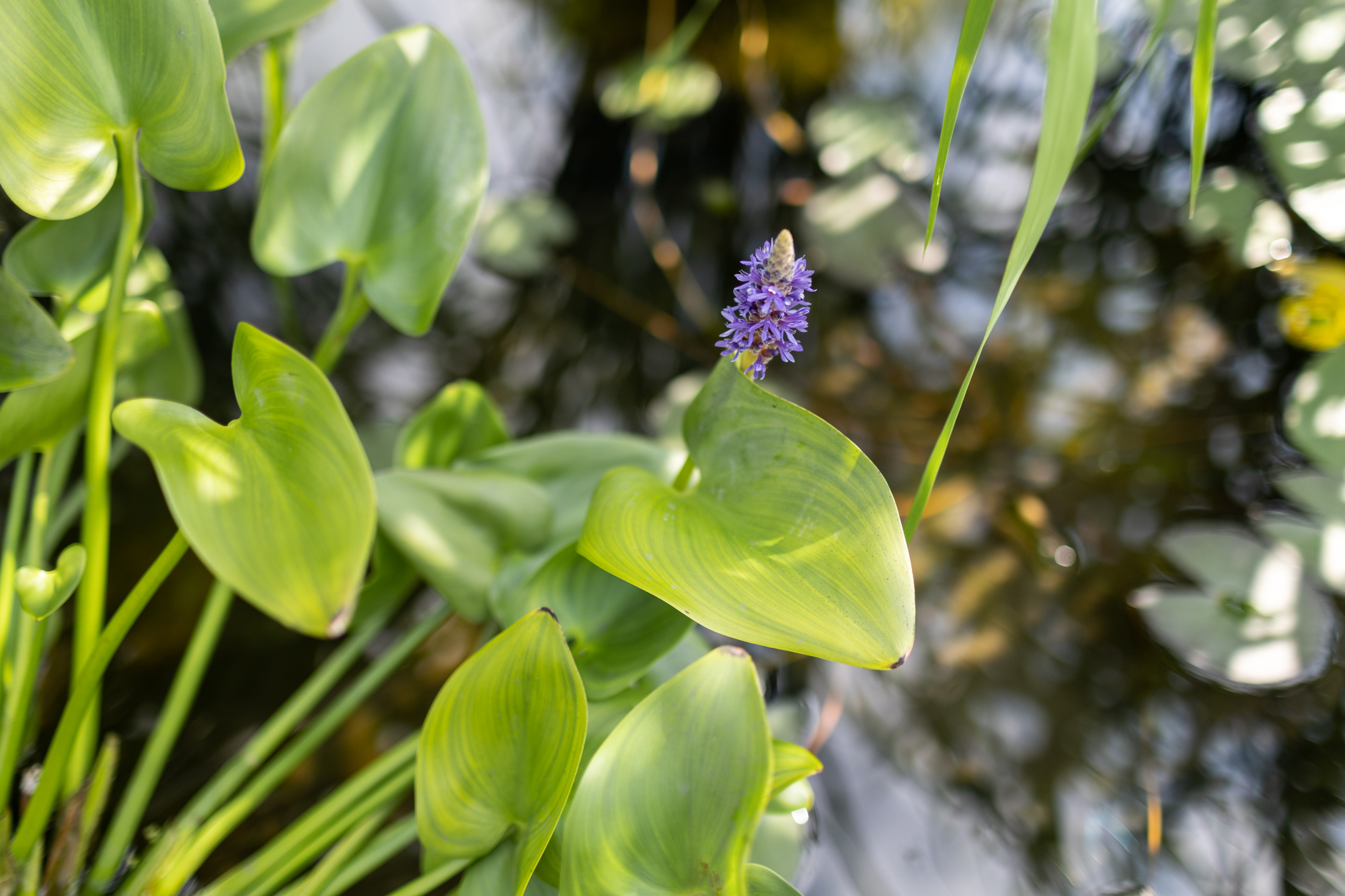 Понтедерия сердцелистная