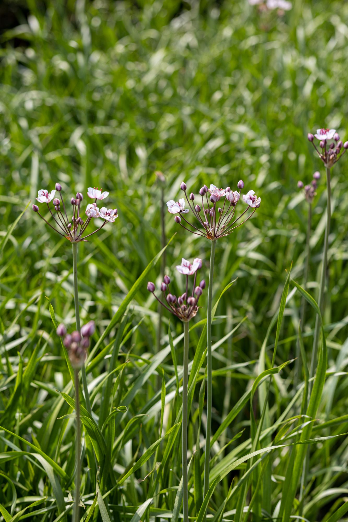 Сусак зонтичный