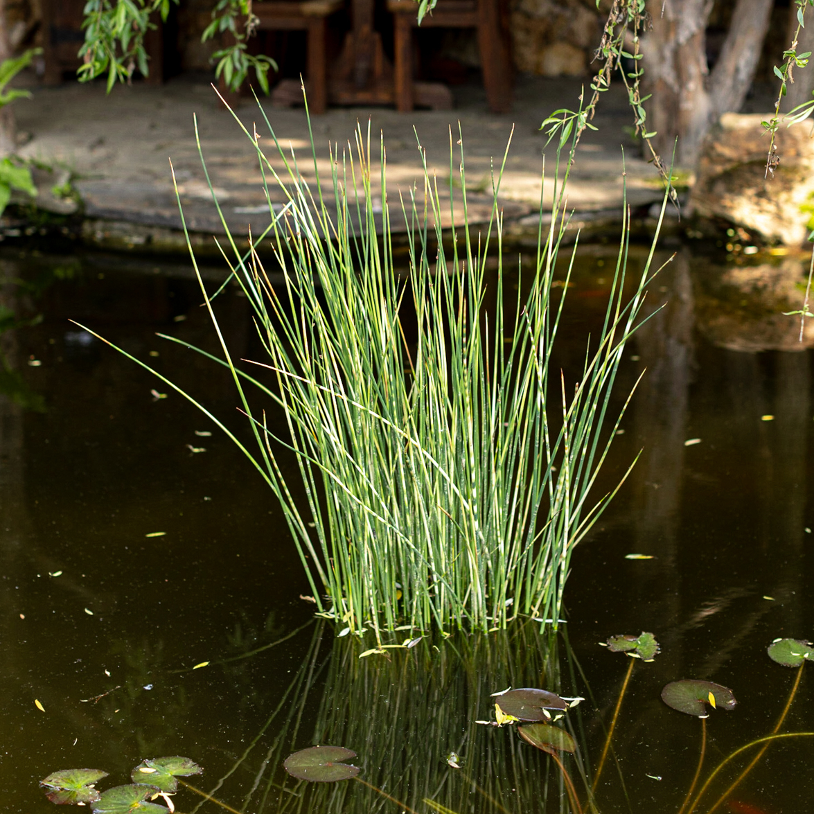 схеноплектус табернемонтана zebrinus