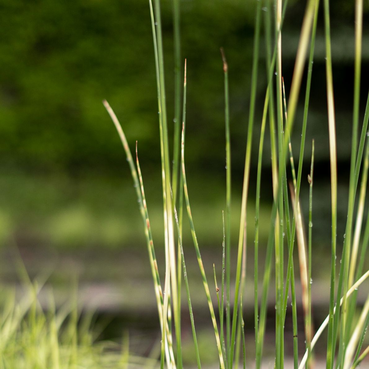 схеноплектус табернемонтана zebrinus