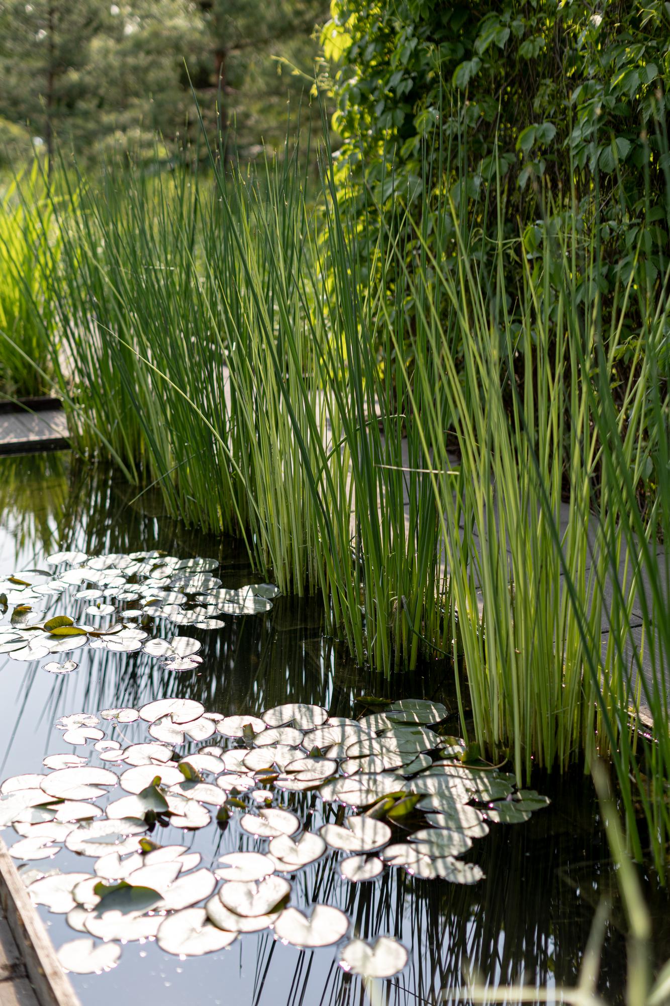 Схеноплектус/камыш озерный