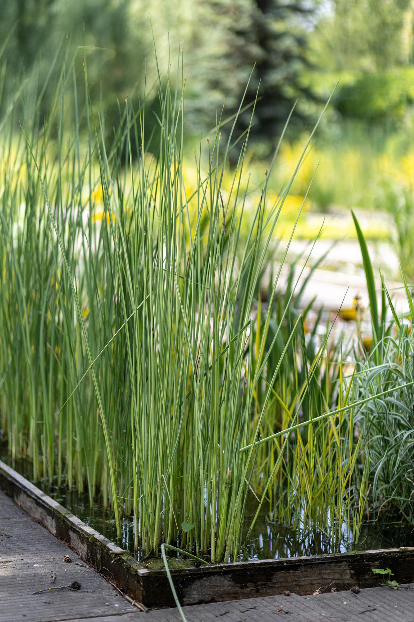 Схеноплектус/камыш озерный Albescens