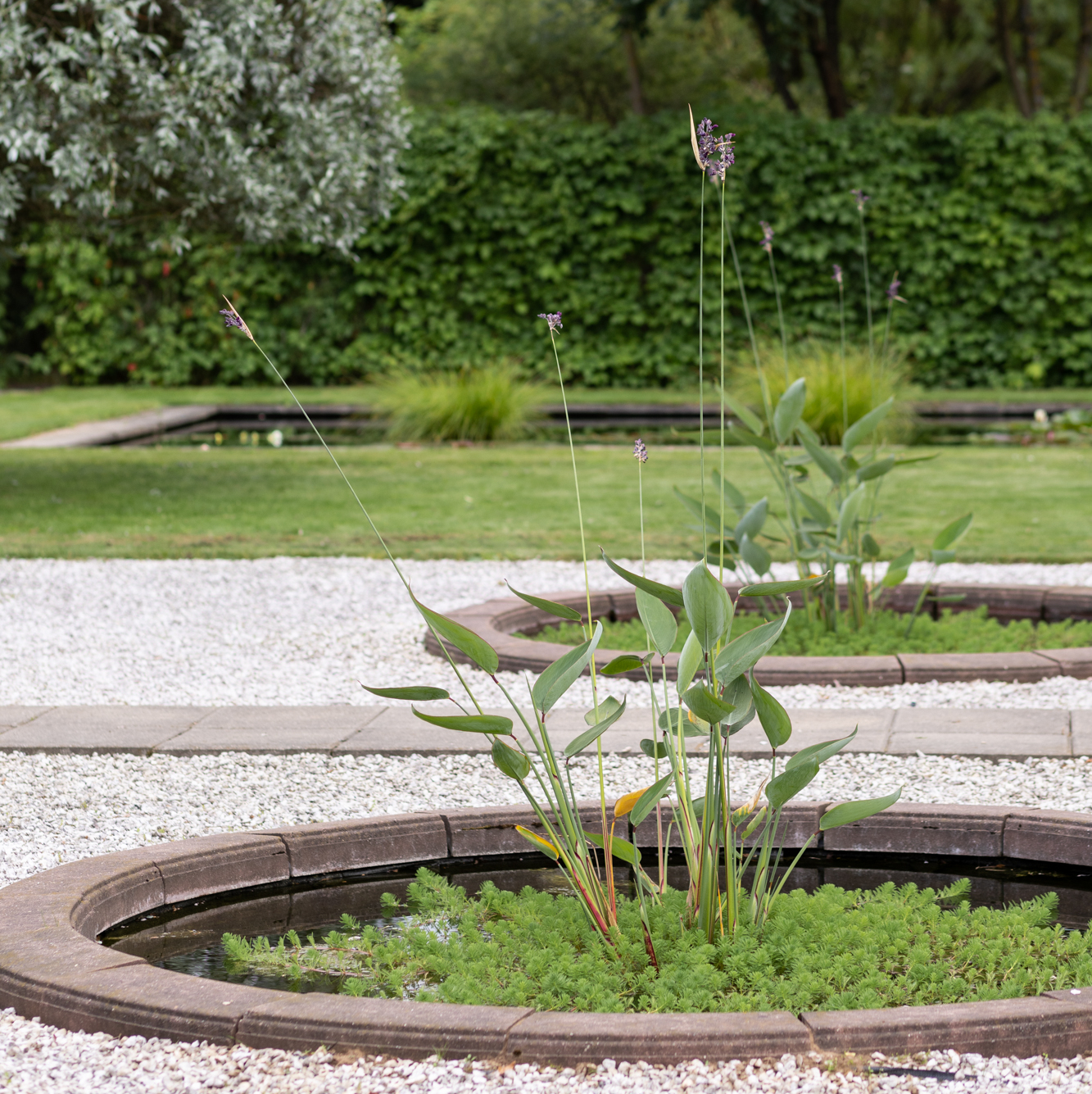 талия припудренная