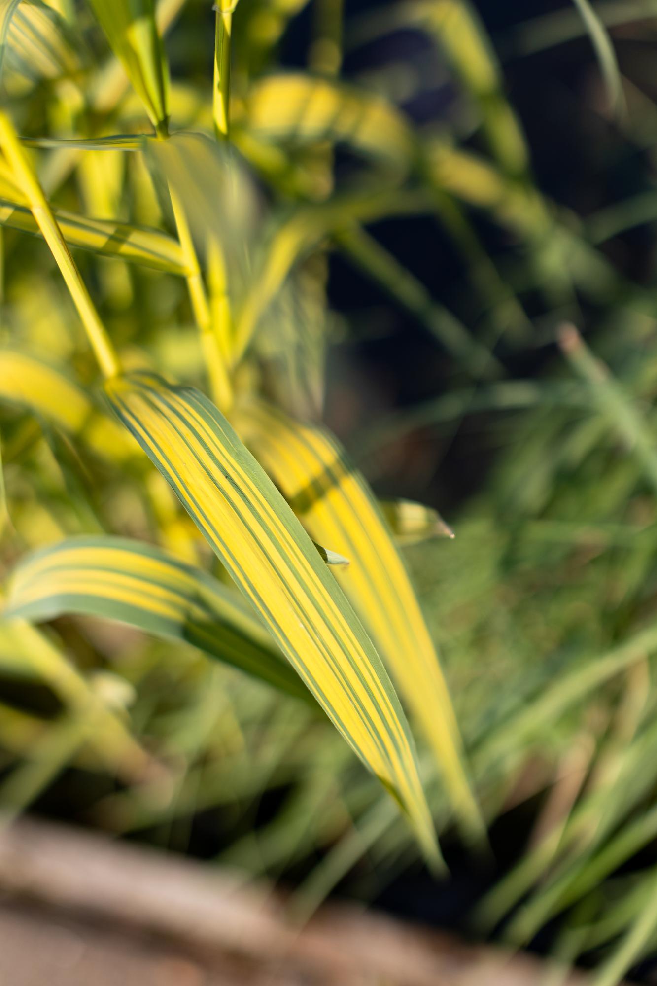 Тростник южный variegatus